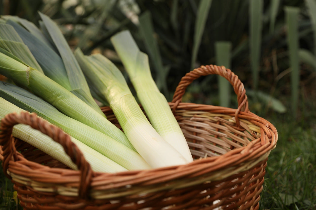 500 BROAD LONDON LEEK Allium Porrum Heirloom White & Green Vegetable Seeds