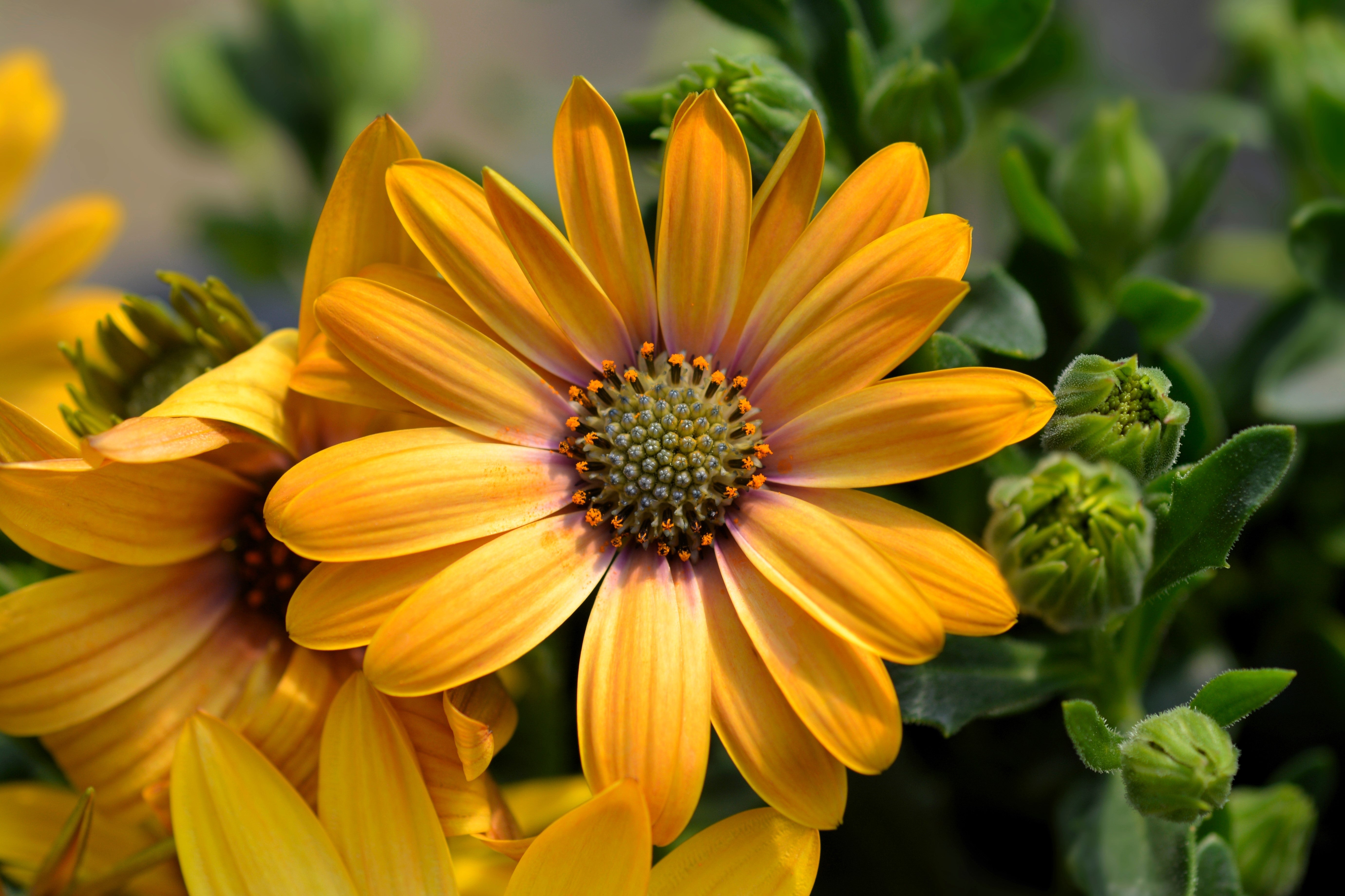 1000 MIXED AFRICAN DAISY ( Cape Marigold / Sun Marigold ) Dimorphotheca Sinuata Flower Seeds