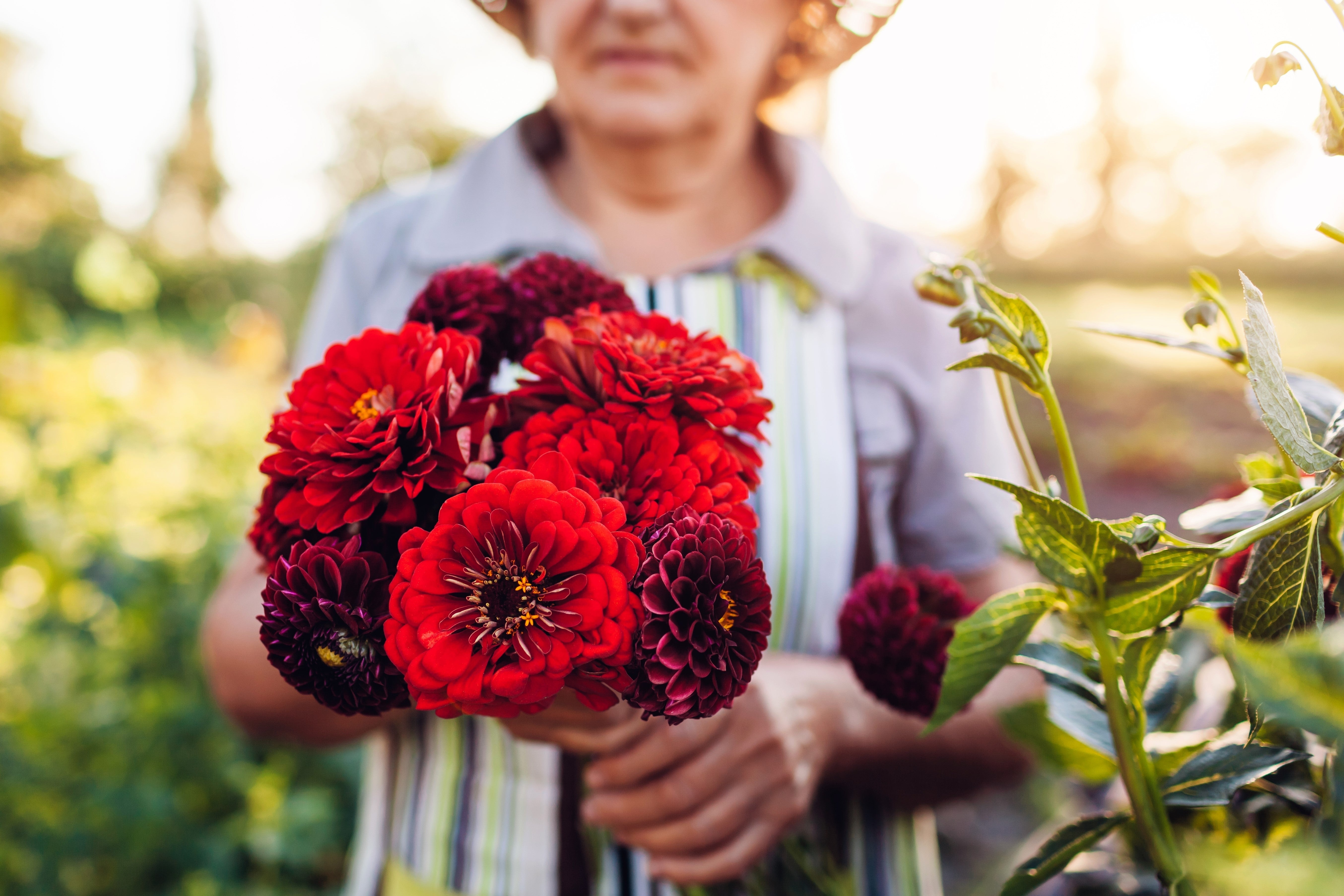 250 Red CHERRY QUEEN ZINNIA Elegans Flower Seeds