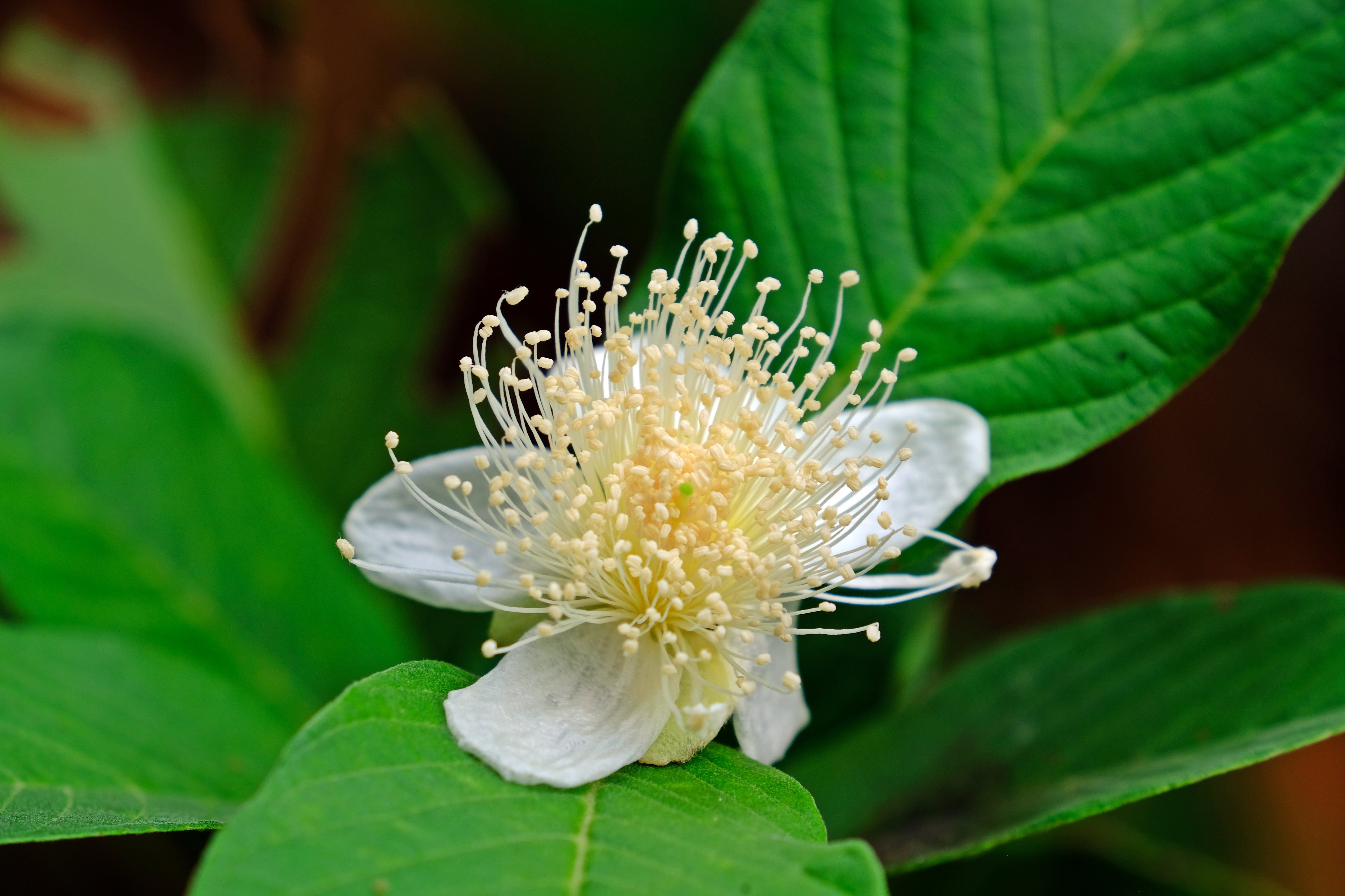 1000 BULK GUAVA Fruit Tree Shrub Psidium Guajava White Flowers Fruit Seeds