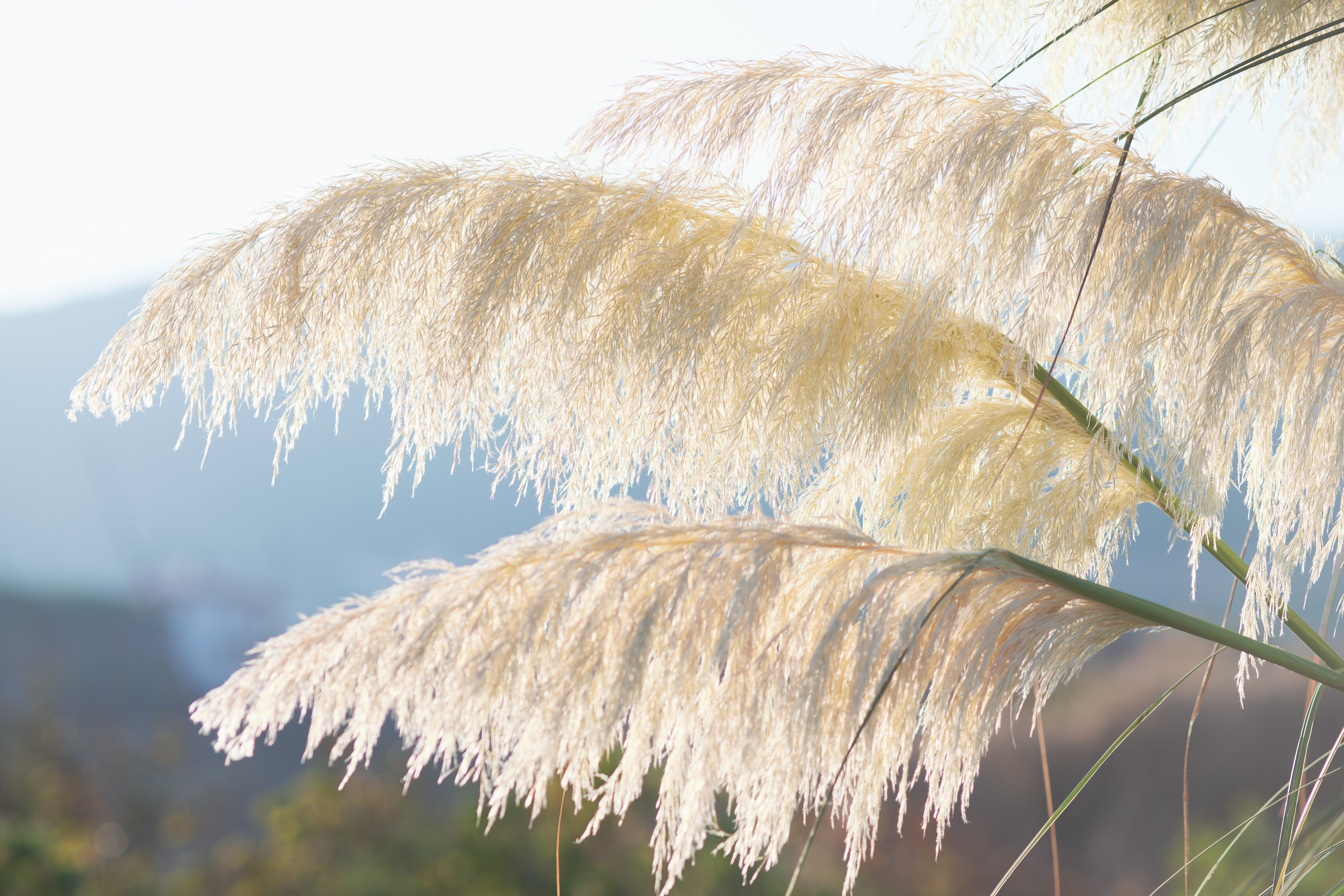 200 WHITE PAMPAS GRASS Cortaderia Selloana Ornamental Flower Seeds