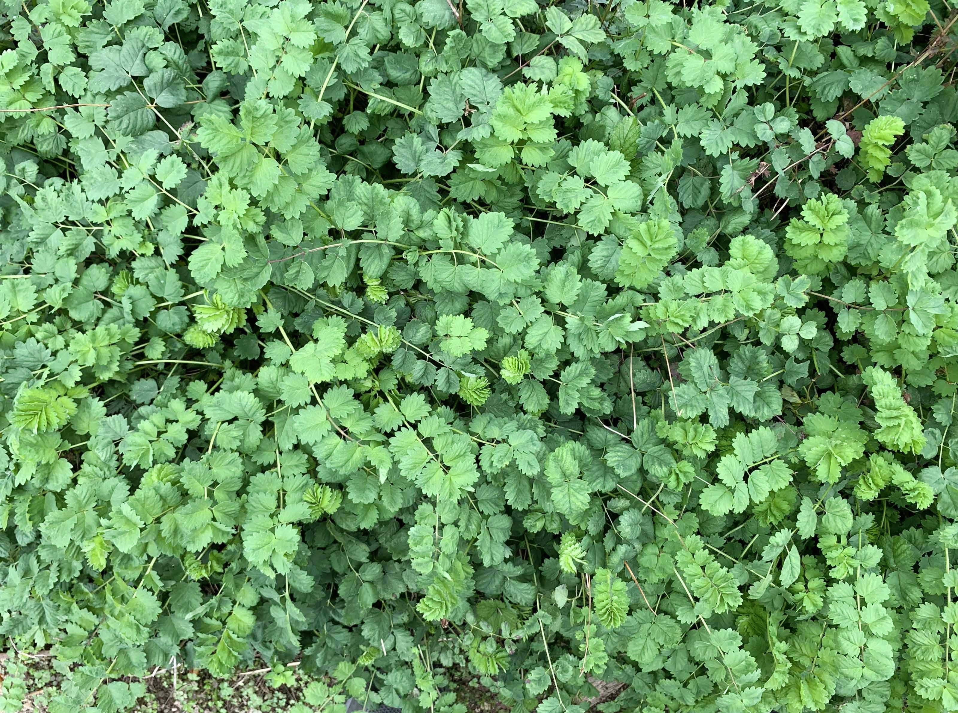 500 SALAD BURNET Sanguisorba Minor Edible Greens Vegetable Herb Flower Seeds