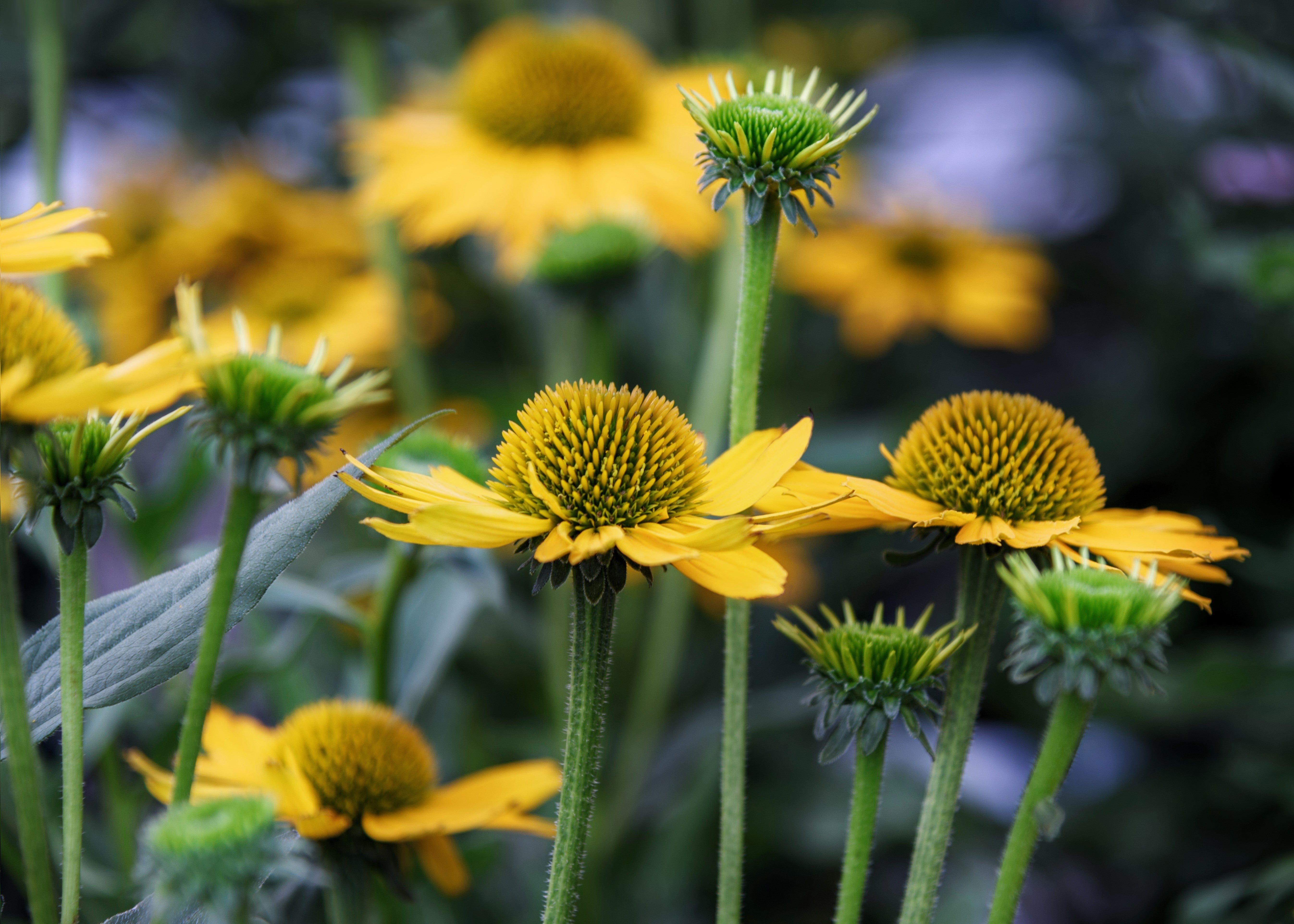 50 OZARK GOLD CONEFLOWER Echinacea Paradoxa Yellow Bush's Coneflower Flower Seeds