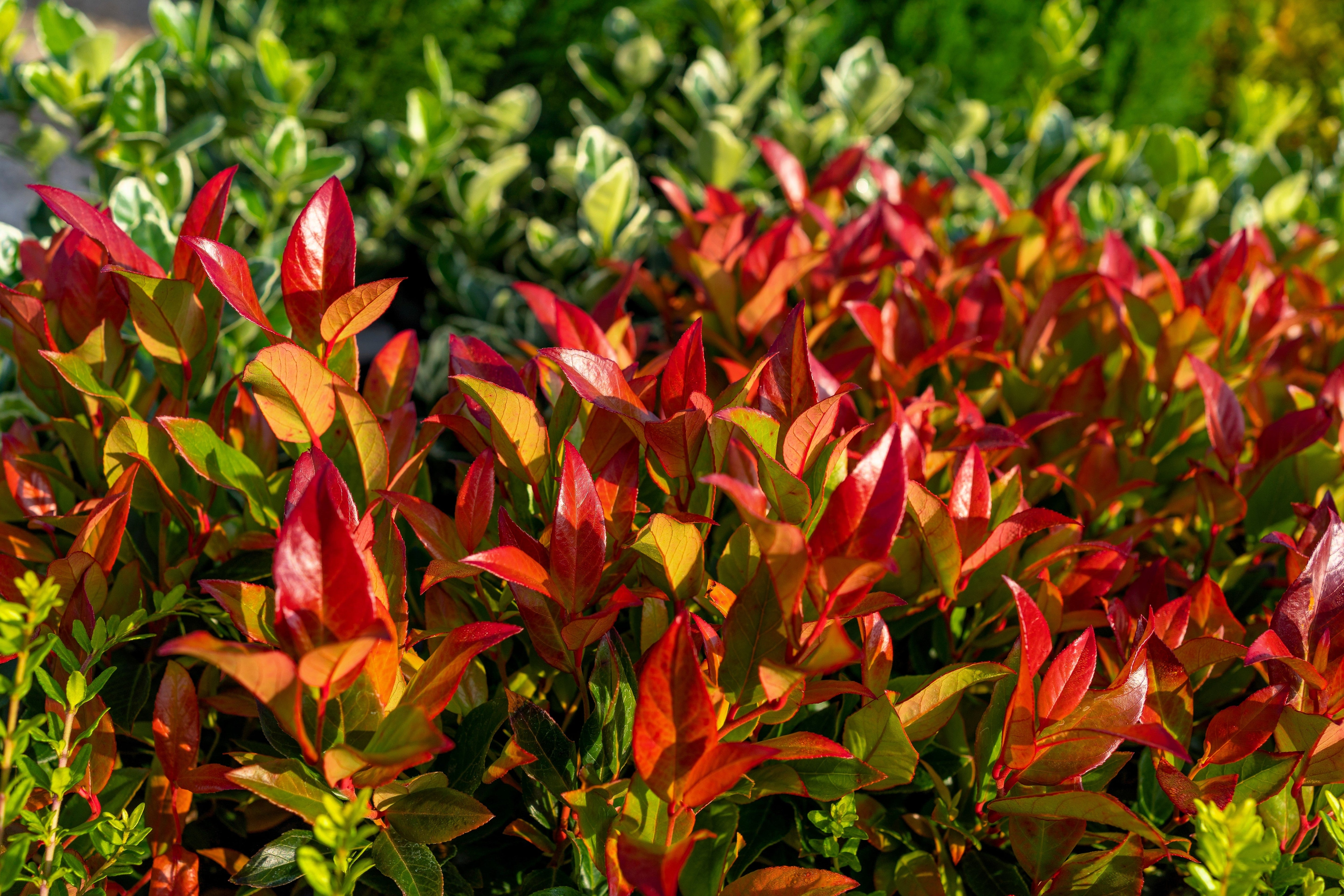 15 DWARF SACRED BAMBOO Heavenly Nandina Domestica Nana Pink Red Sun Shade Shrub Seeds