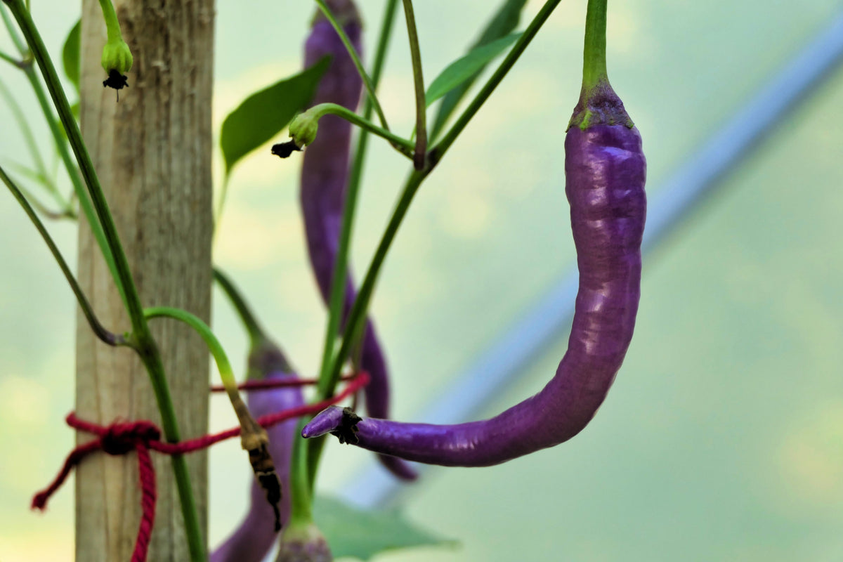 50 PURPLE CAYENNE PEPPER Hot Capsicum Annuum Vegetable Seeds