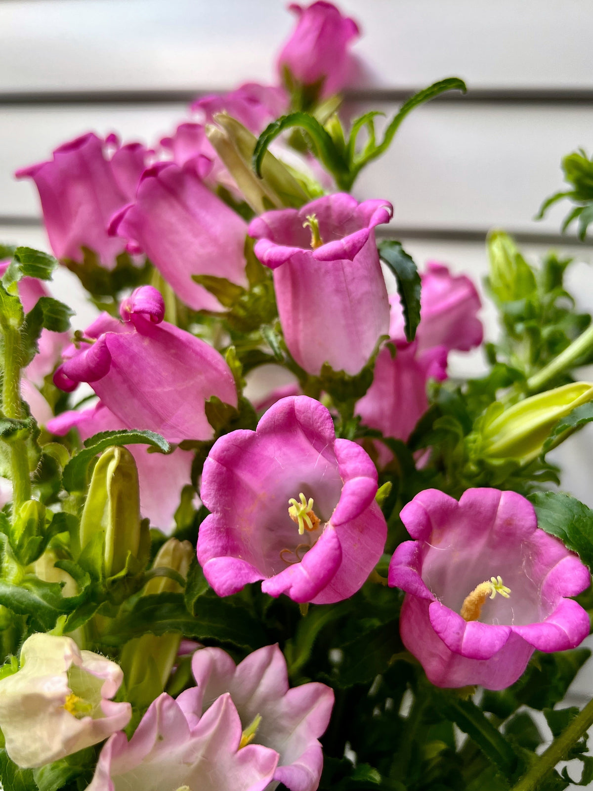200 Rose Pink CANTERBURY BELLS - CAMPANULA Medium Flower Seeds