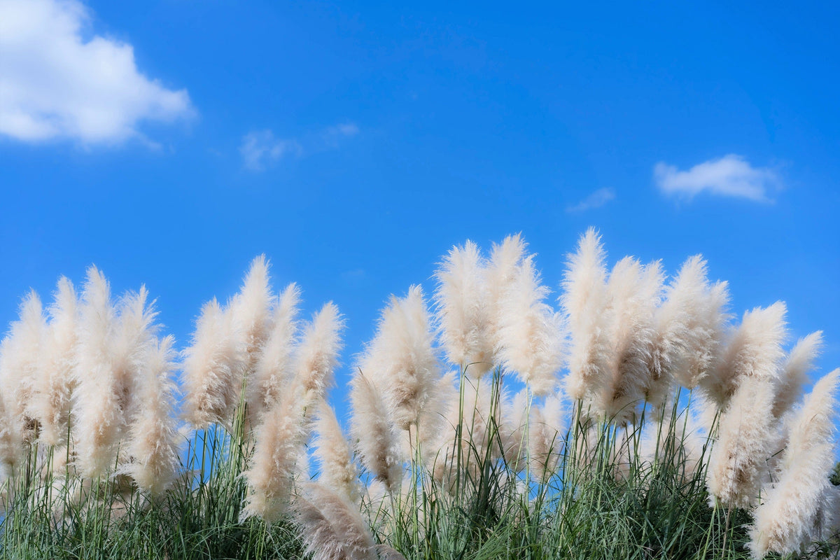 200 WHITE PAMPAS GRASS Cortaderia Selloana Ornamental Flower Seeds