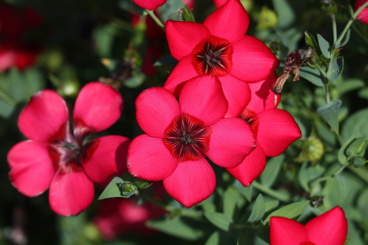500 Red SCARLET FLAX Linum Grandiflorum Rubrum Flower Seeds