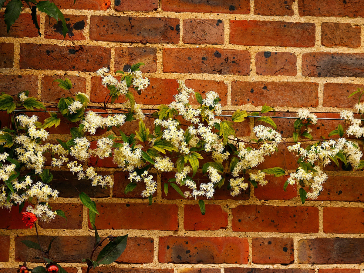20 WHITE CLEMATIS Virginiana / Virgins Bower Flower Vine Seeds