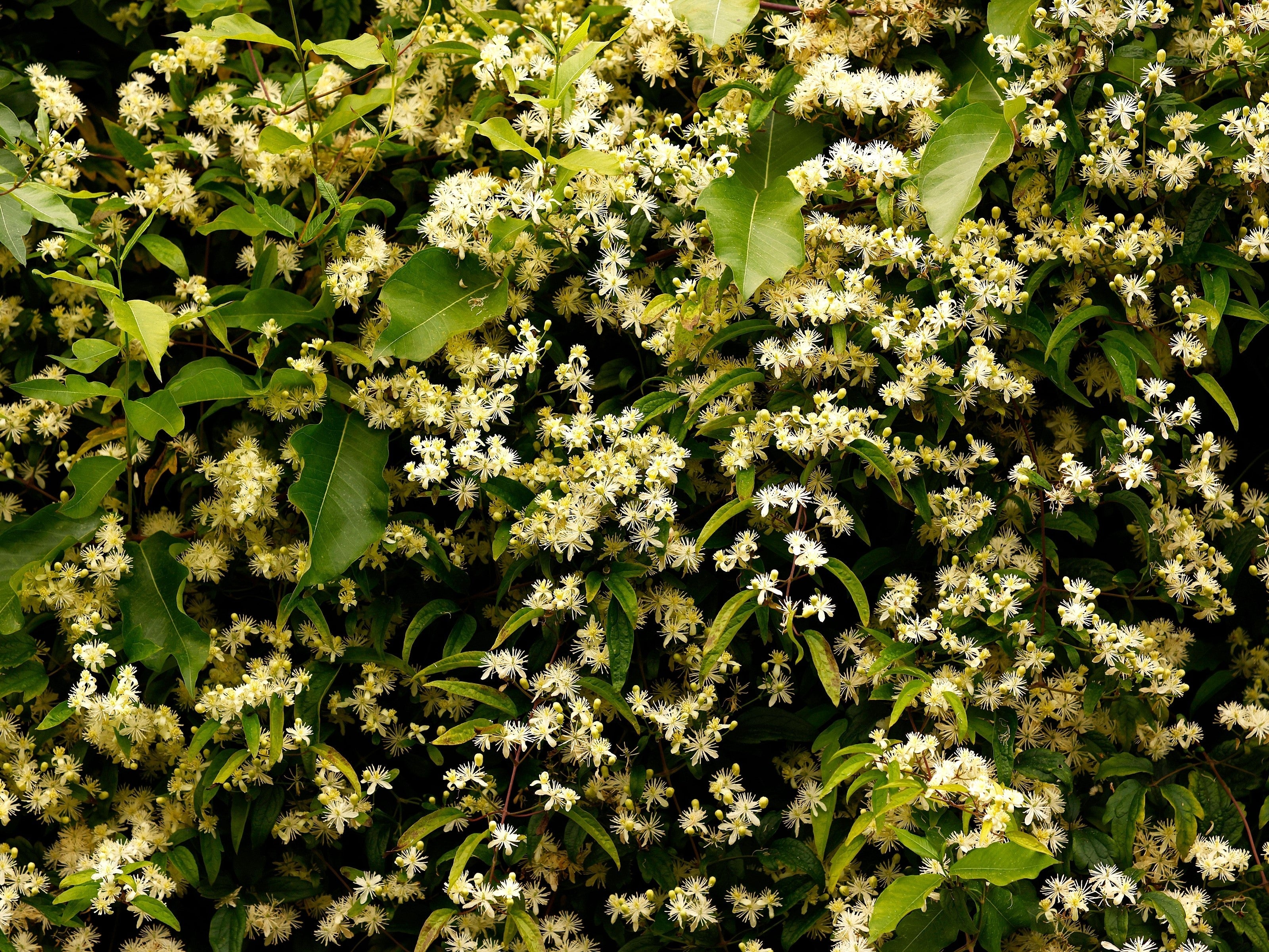 20 WHITE CLEMATIS Virginiana / Virgins Bower Flower Vine Seeds