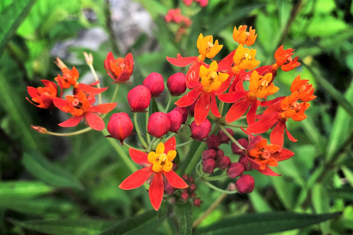 100 SUNSET MILKWEED Asclepias Curassavica Scarlet Blood Flower Red Orange Butterfly Weed Seeds
