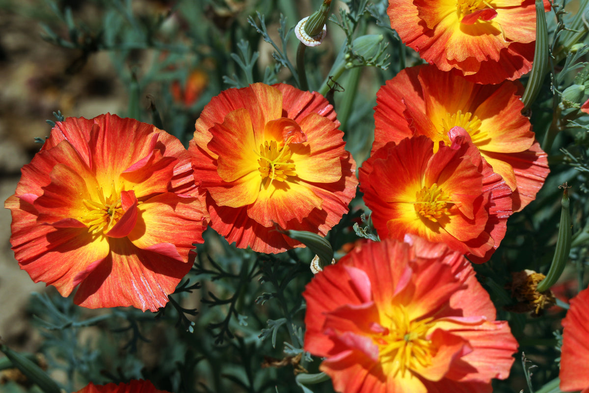 1500 MIKADO POPPY Red Orange California Poppy Flower Eschscholzia Californica Seeds