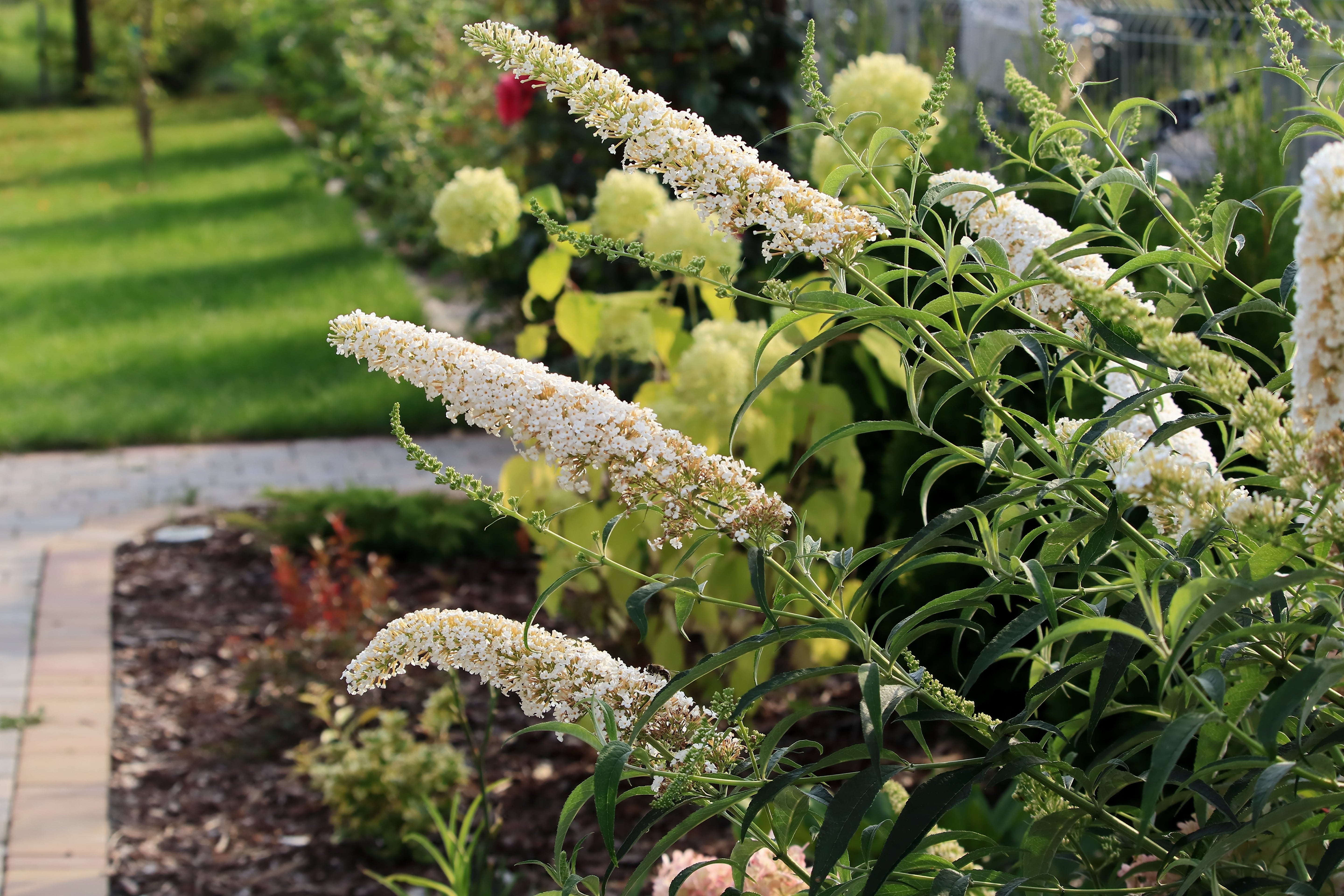 50 WHITE BUTTERFLY BUSH Buddleja Davidii Flower Seeds