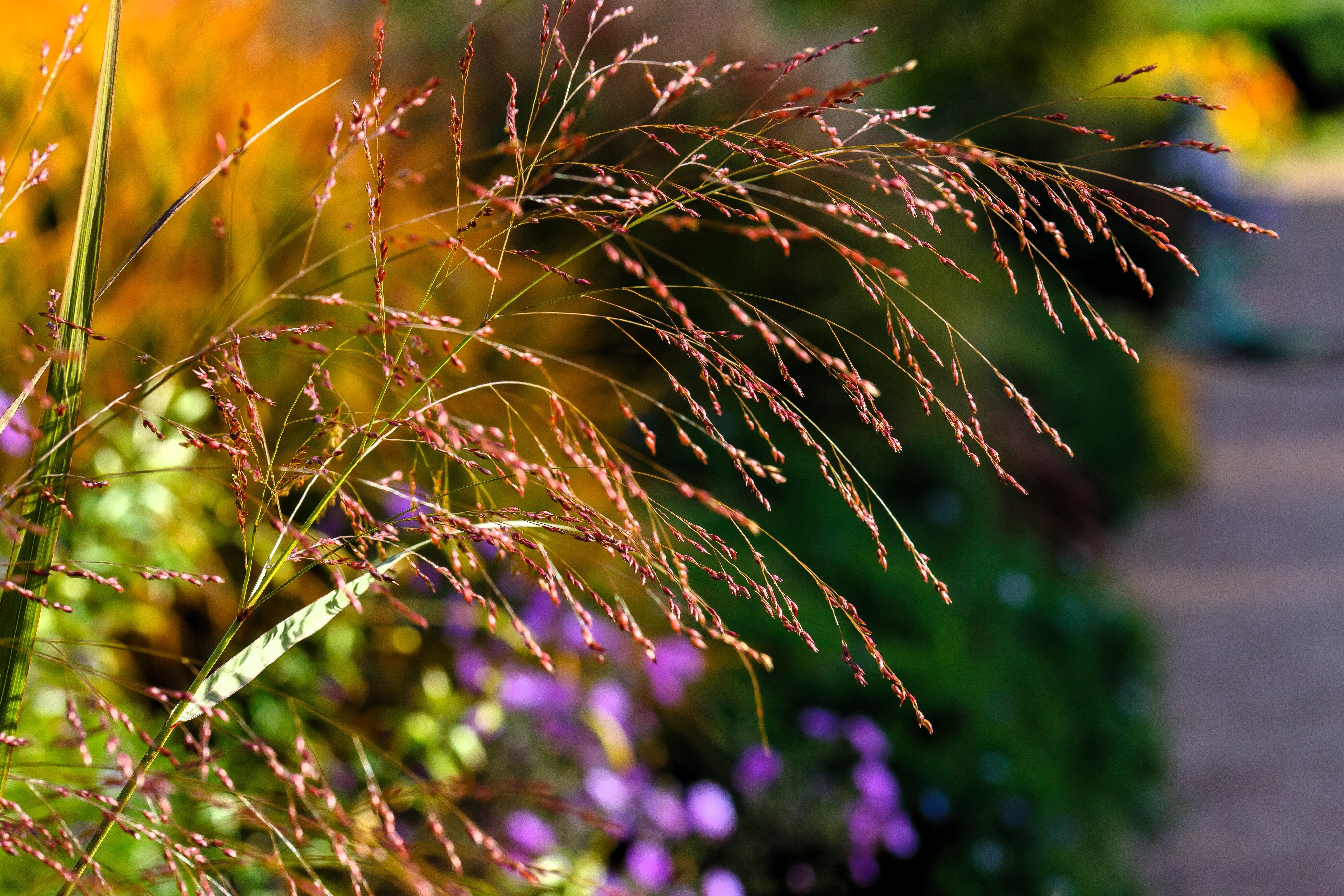 30 Violet PANIC GRASS Panicum Miliaceum Violaceum Ornamental Purple Millet Seeds