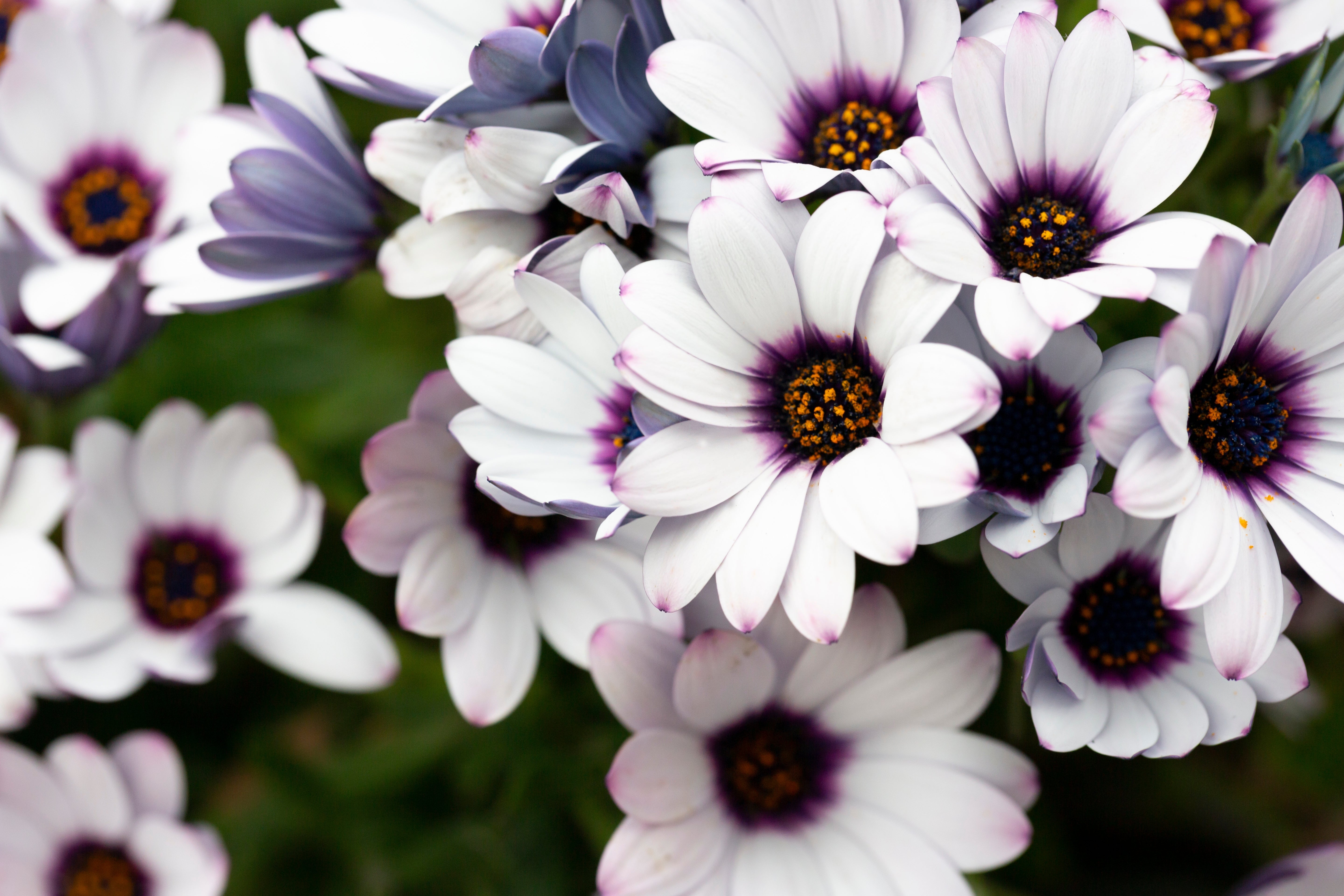 1000 MIXED AFRICAN DAISY ( Cape Marigold / Sun Marigold ) Dimorphotheca Sinuata Flower Seeds