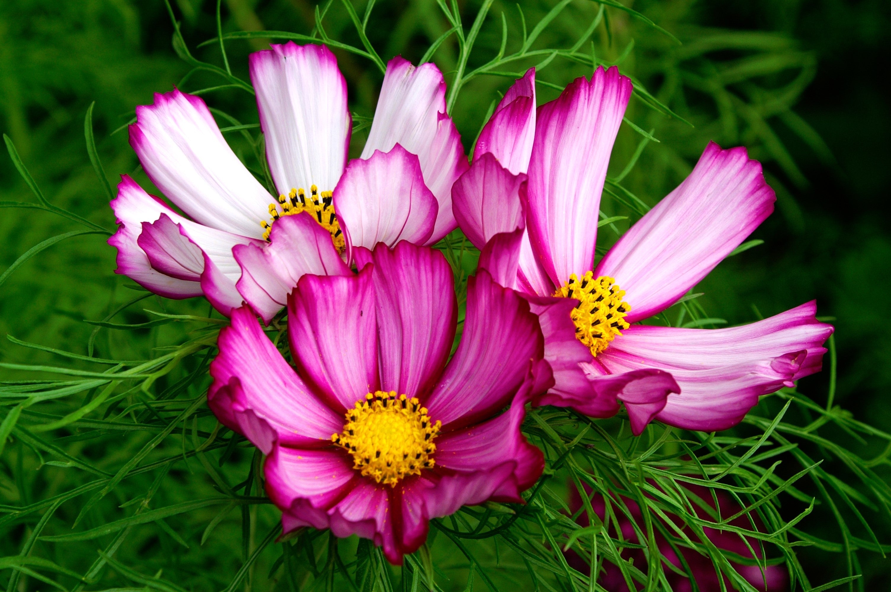 300 CANDY STRIPE COSMOS Bipinnatus Pink White Flower Seeds