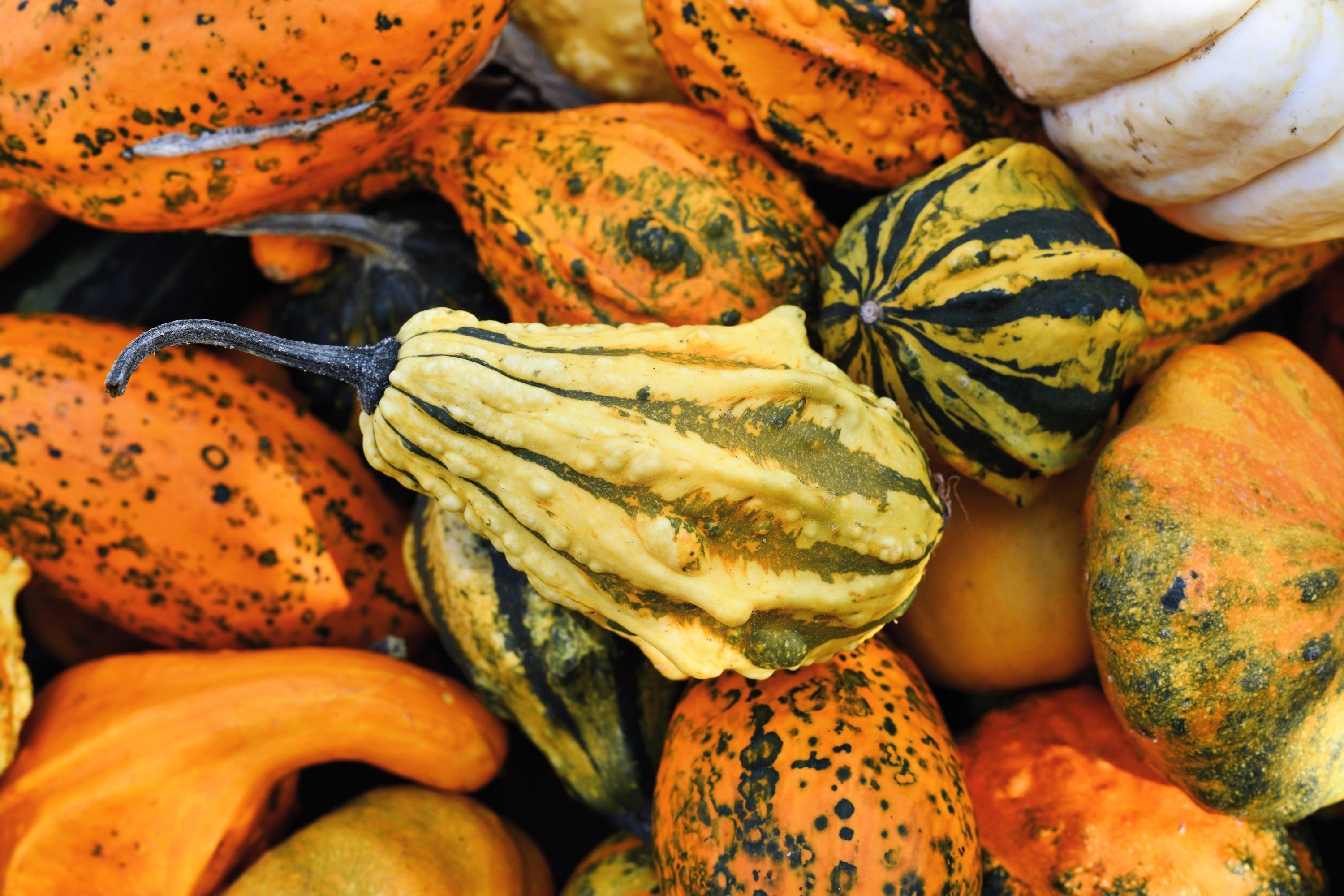 30 MIXED GOURD Lagenaria Siceraria Seeds