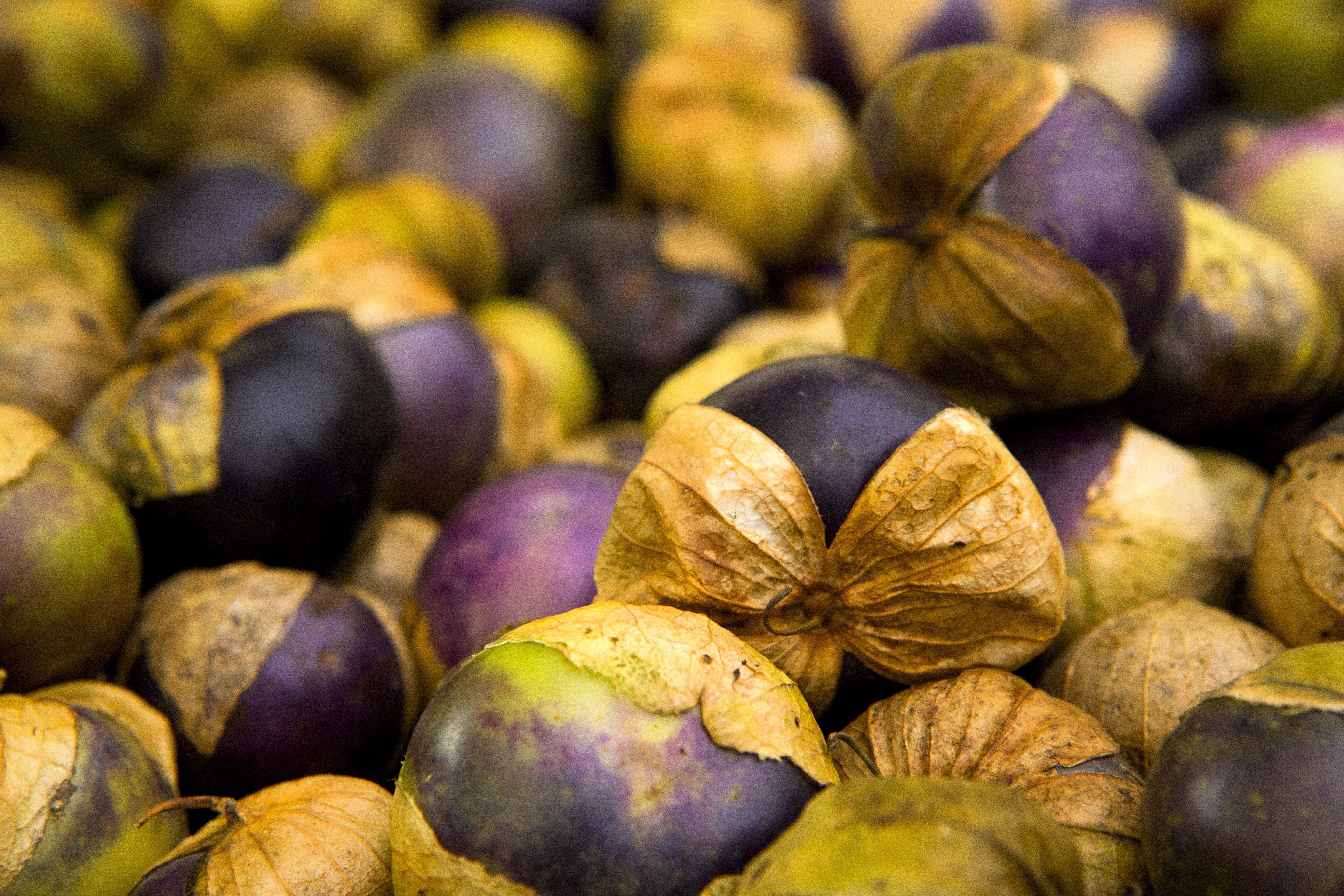 50 PURPLE TOMATILLO Husk Tomato Physalis Ixocarpa Fruit Vegetable Seeds