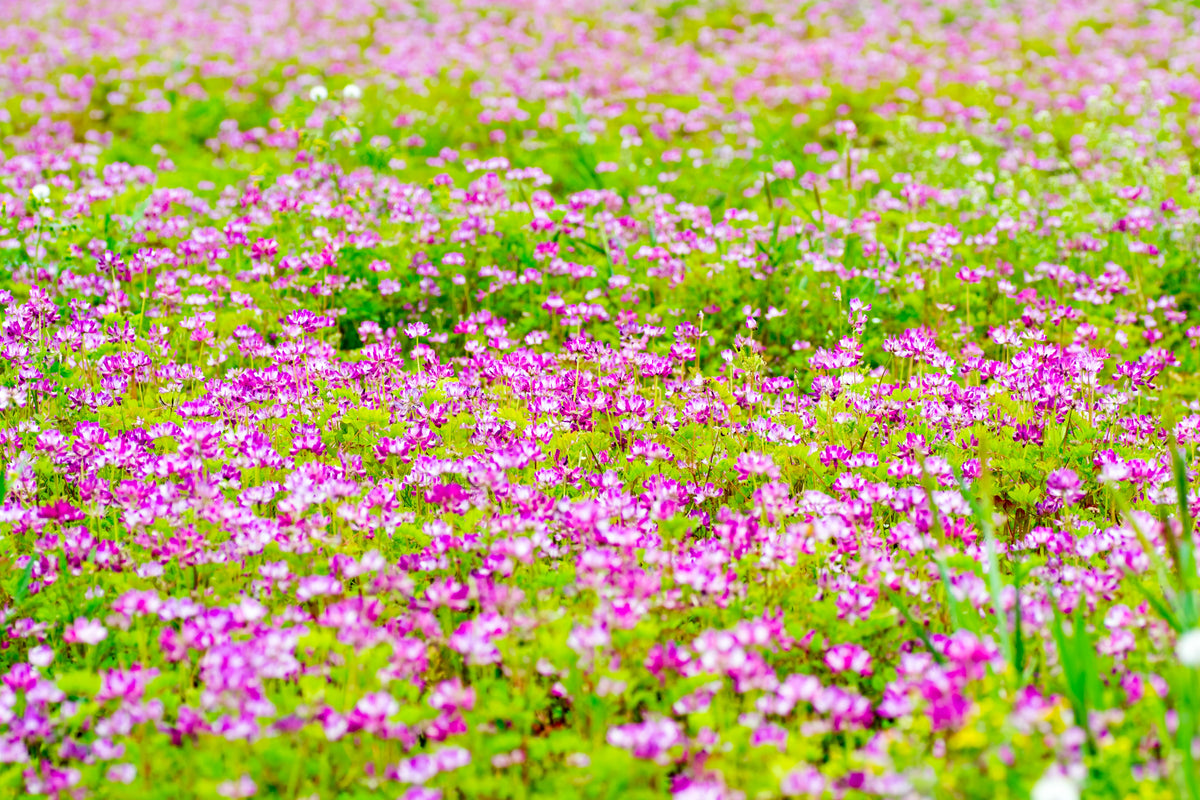50 MILK VETCH Astragalus Sinicus Pink Purple Flower Ground Cover Legume Seeds