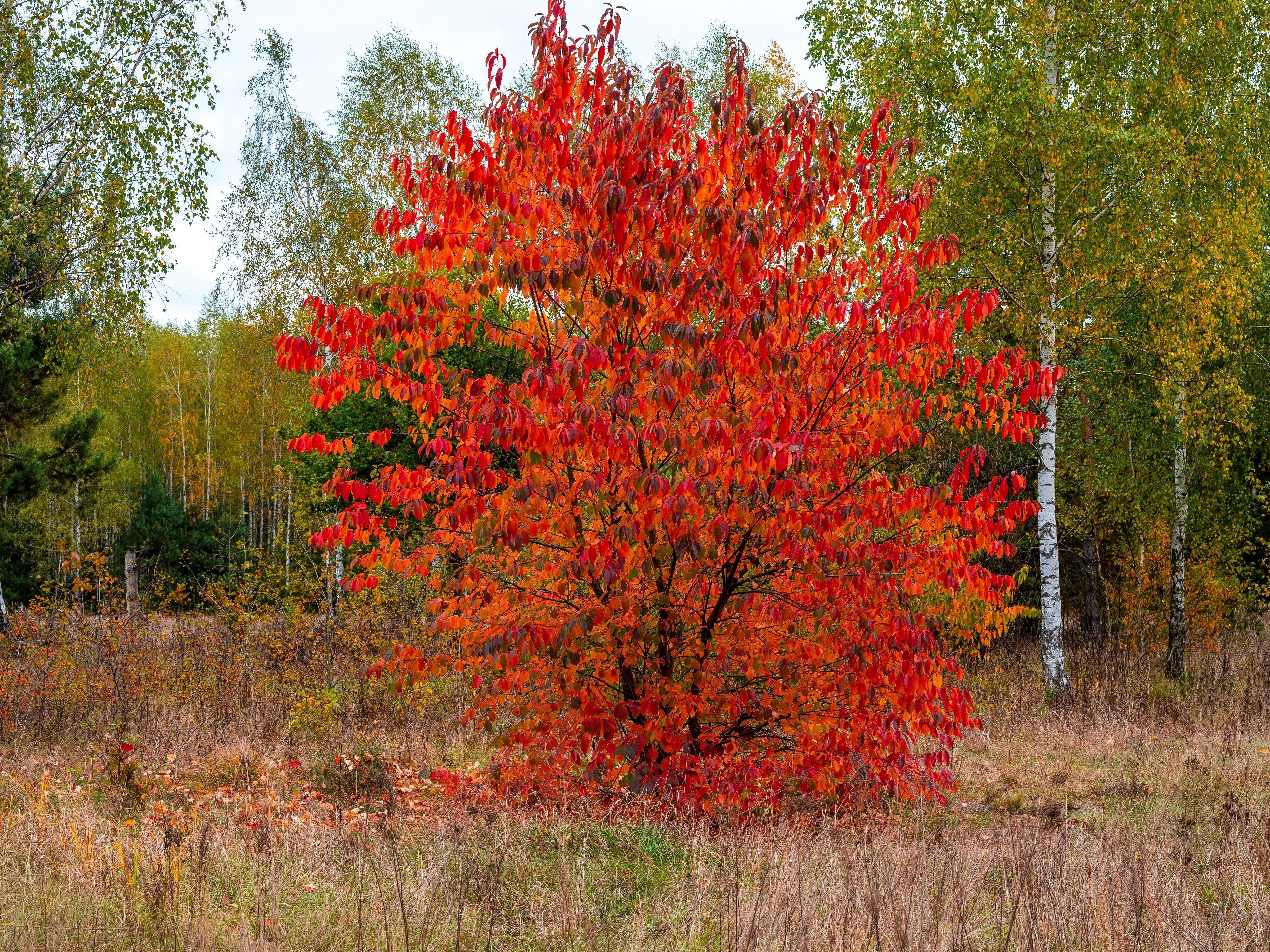 30 BLACK CHERRY Fruit Tree Prunus Serotina Fragrant White Flowers Seeds