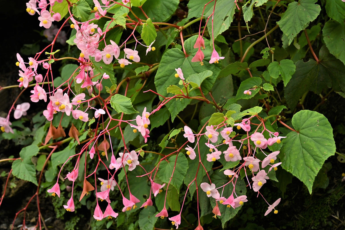 500 BULK HARDY BEGONIA Grandis Rose Pink Perennial Sun - Shade Flower Seeds