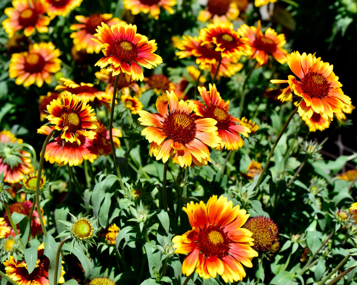 100 ARIZONA SUN GAILLARDIA Pulchella Indian Blanket Flower Seeds