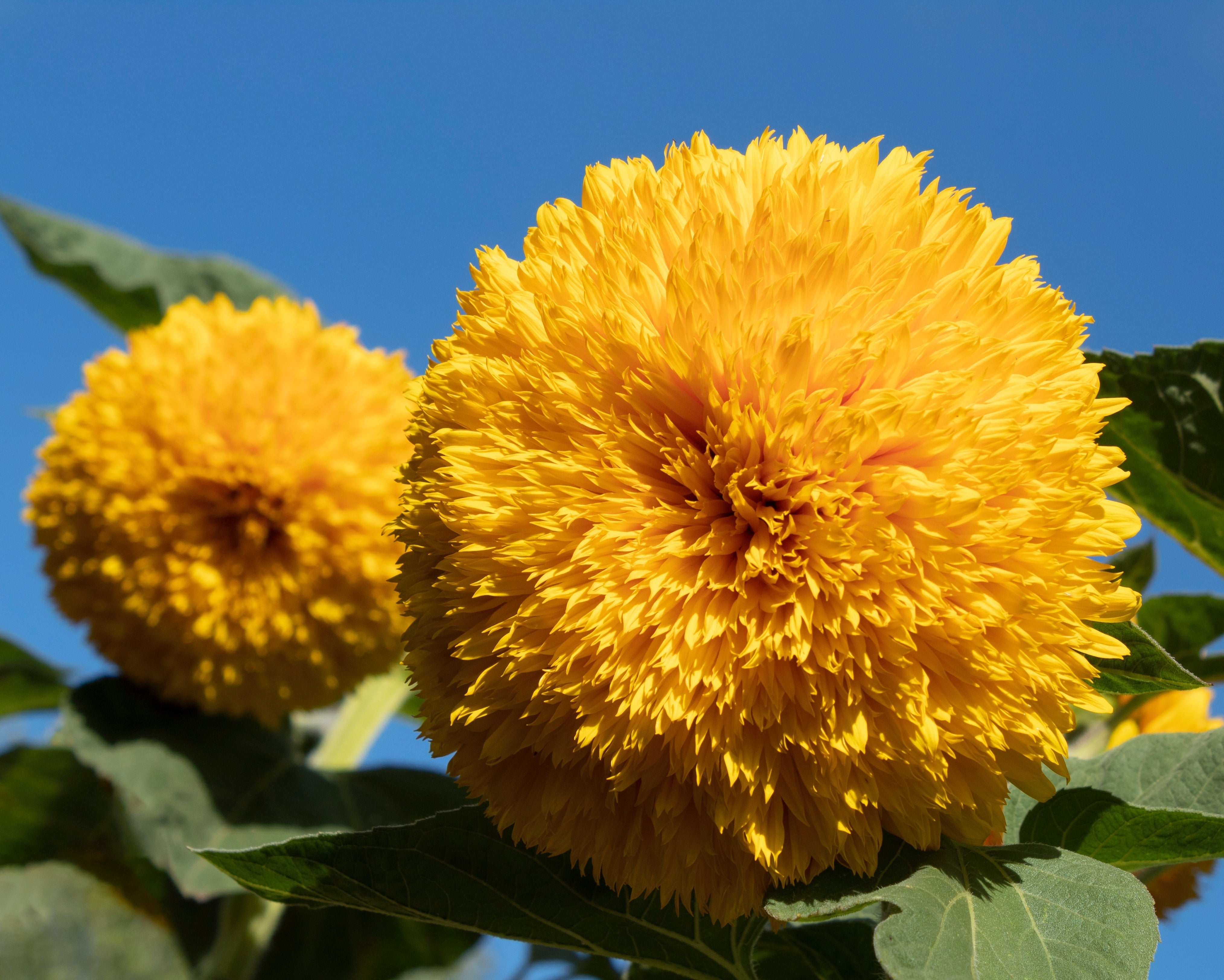150 Double DWARF TEDDYBEAR SUNFLOWER Helianthus Annuus Yellow Flower Seeds
