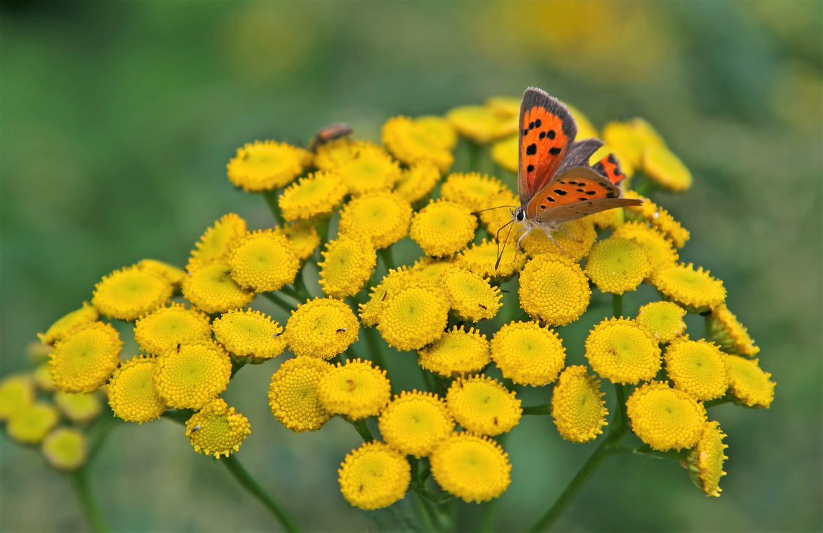 100 YELLOW TANSY Double Golden Buttons Fern Leaf Tanacetum Vulgare Flower Seeds