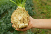 500 GIANT PRAGUE CELERIAC Apium Graveolens Celery Root Vegetable Seeds