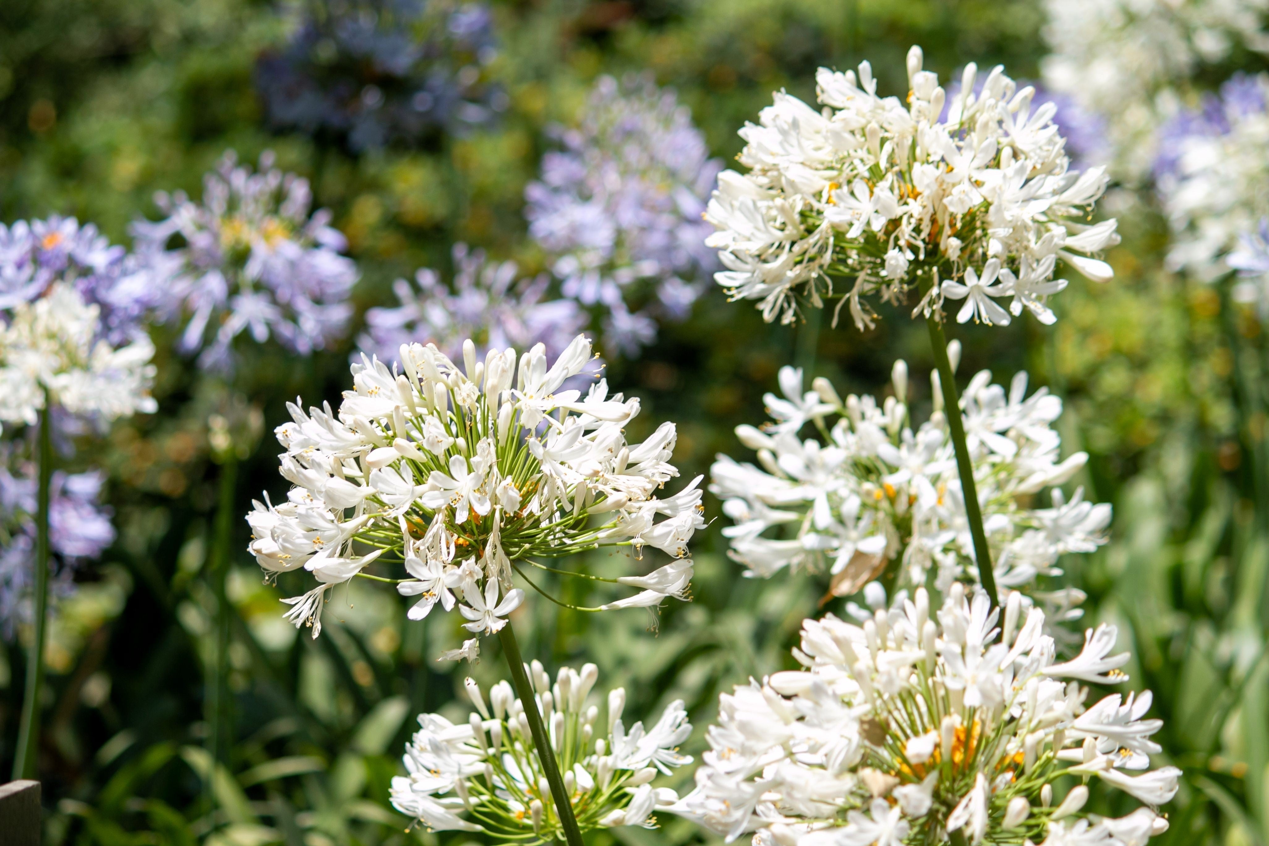 25 WHITE LILY of the NILE Agapanthus Orientalis African Lily Flower Seeds