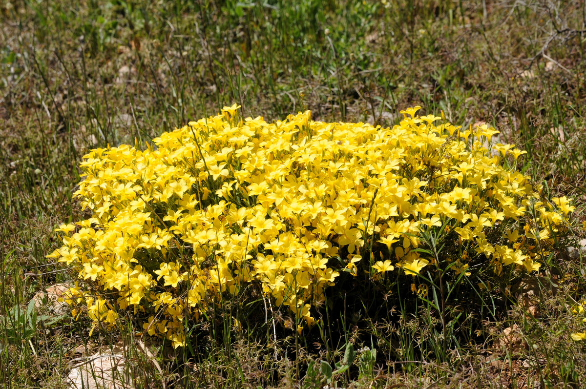 500 Organic GOLDEN FLAX Yellow Linseed Common Linum Flavum Flower Seeds