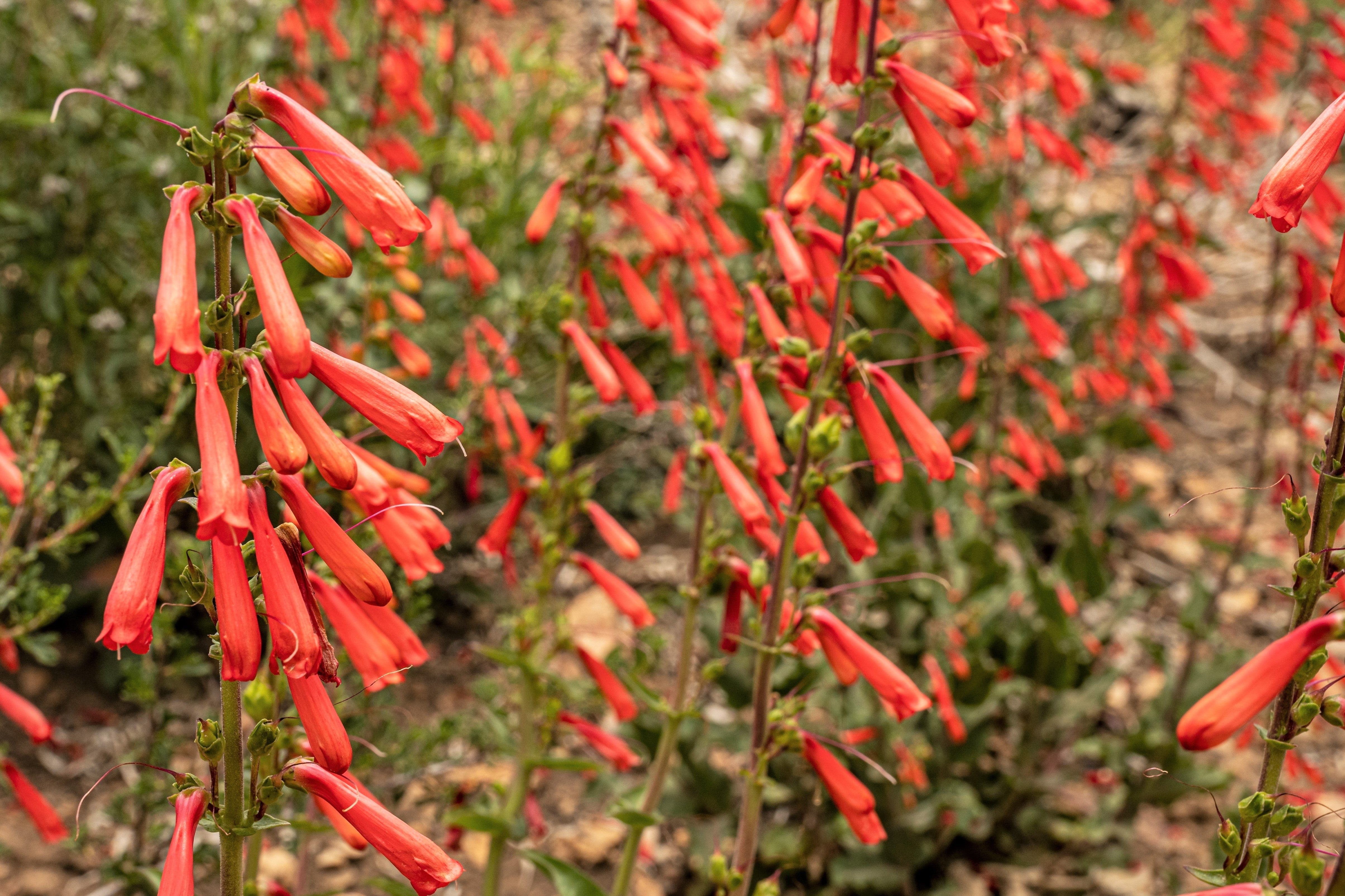 150 Eatons RED FIRECRACKER PENSTEMON Eatonii Native Hummingbird Flower Seeds
