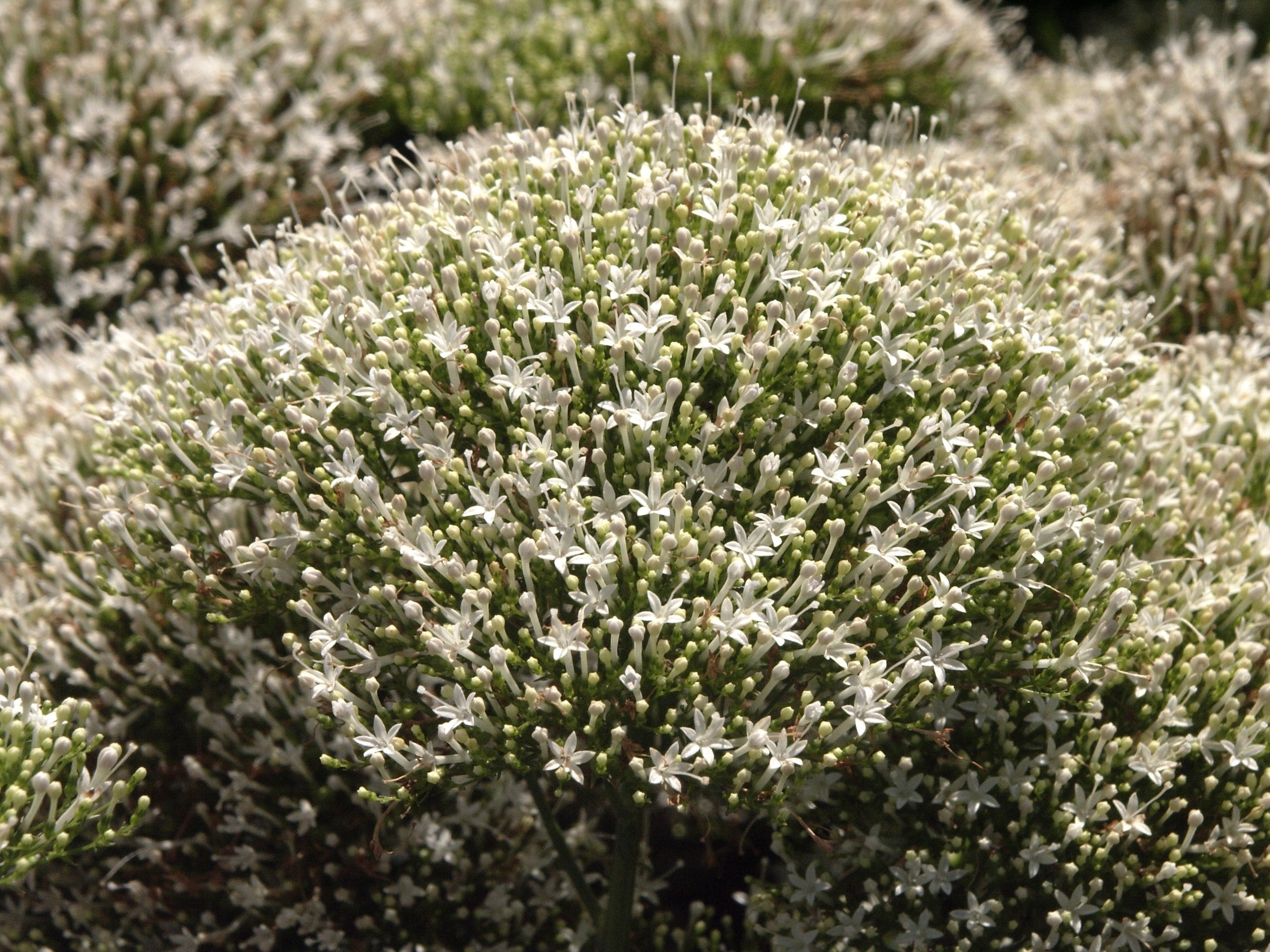 25 WHITE THROATWORT Trachelium Caeruleum Flower Seeds
