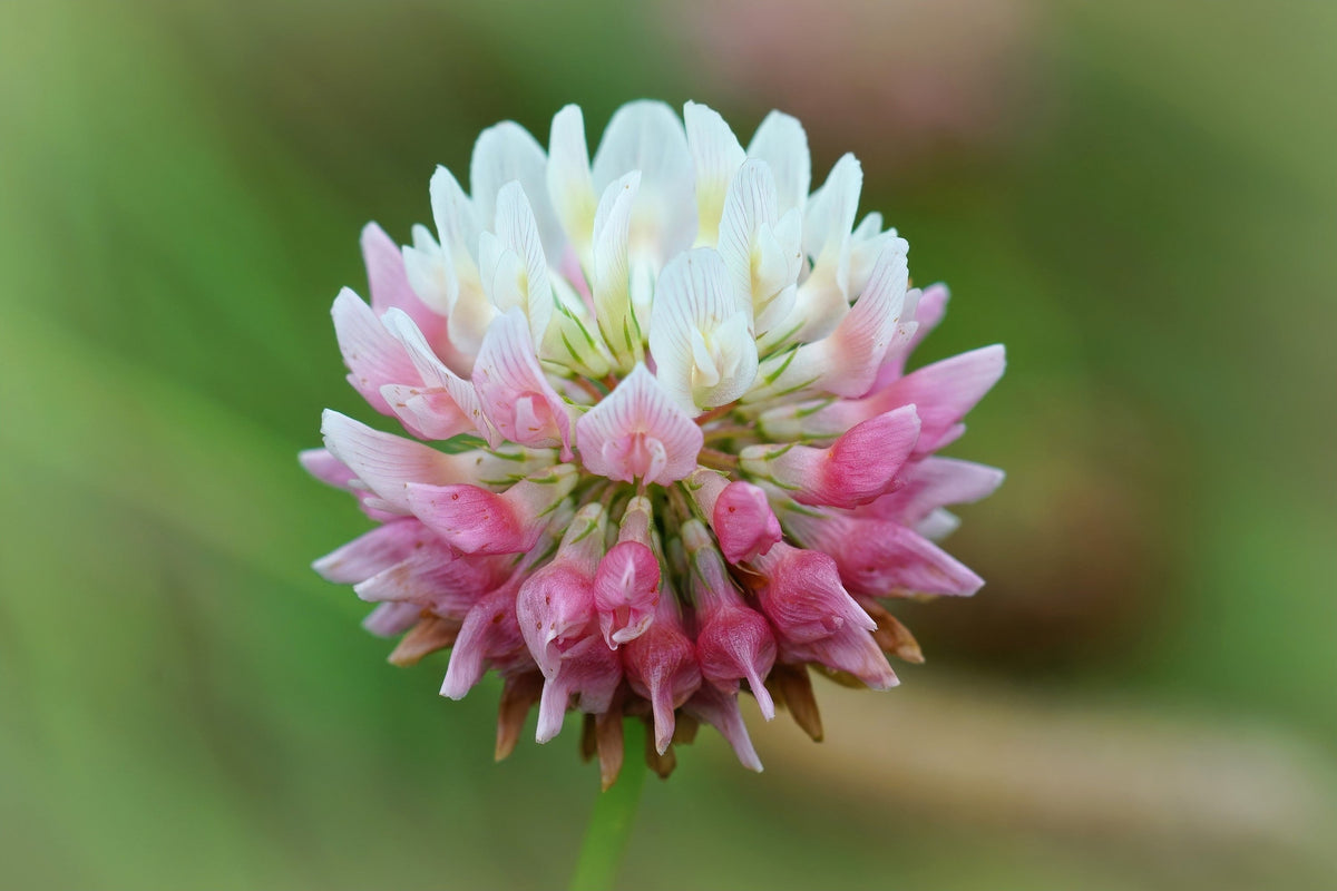 1500 ALSIKE CLOVER Trifolium Hybridum Pink & White Flower Legume Seeds