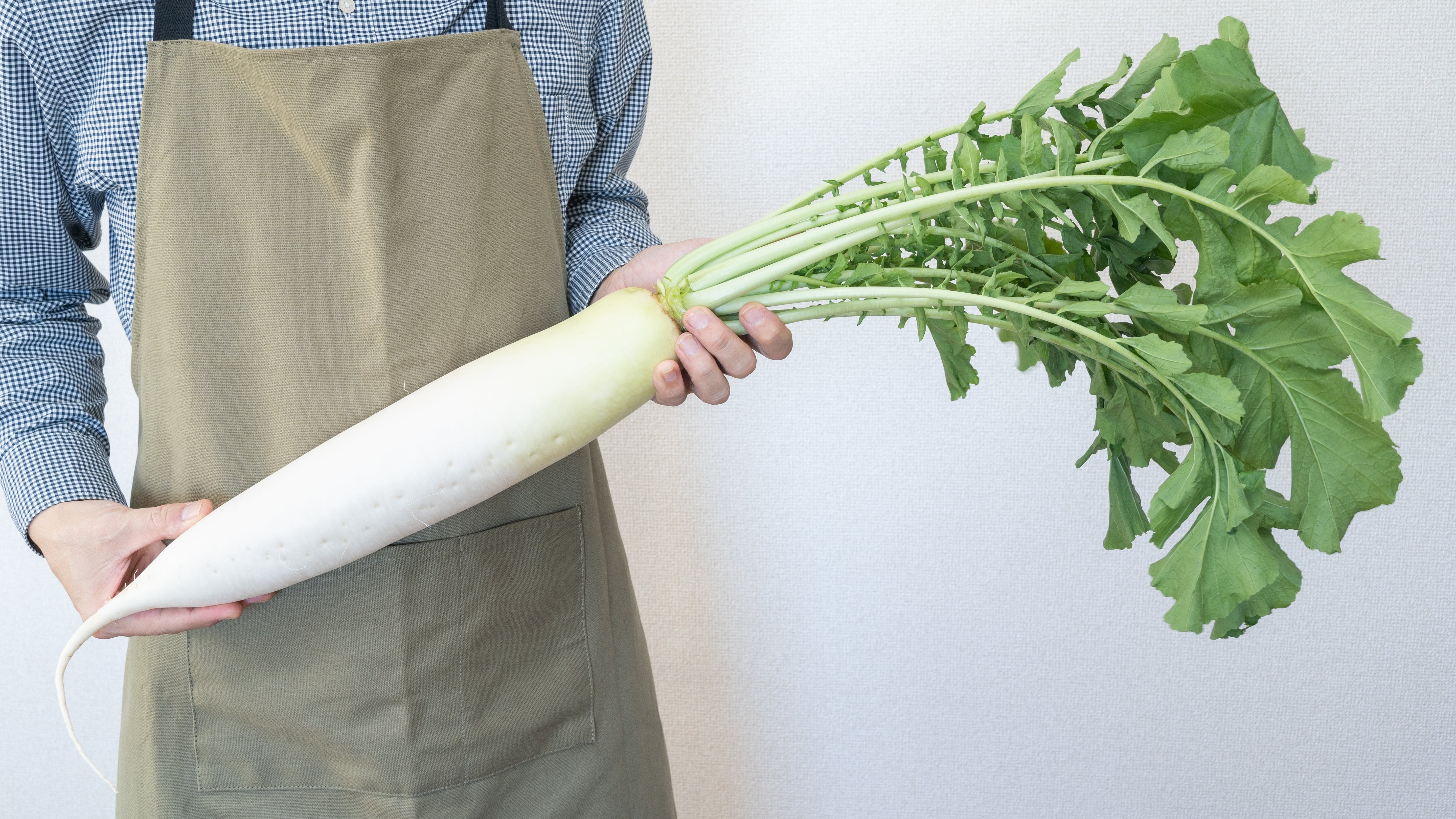 500 JAPANESE MINOWASE RADISH Huge Daikon White Raphanus Sativus Vegetable Seeds