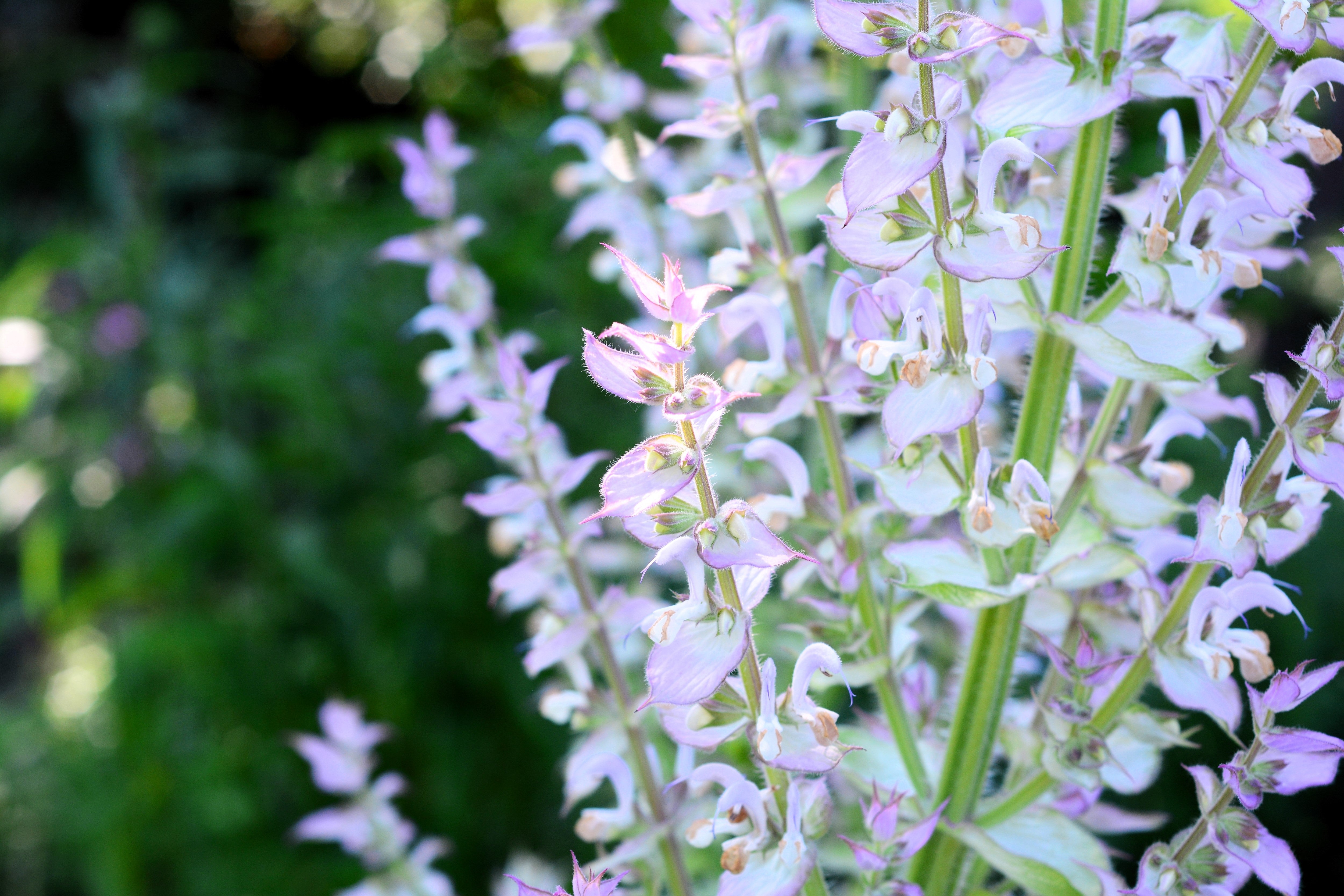 75 TRICOLOR CLARY SAGE Mix Blue Pink White Salvia Viridis Horminum Herb Flower Seeds
