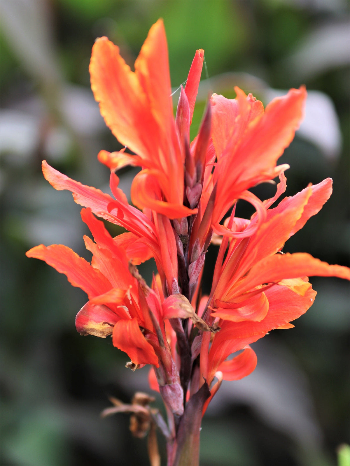 5 ORANGE CANNA LILY Indian Shot Arrowroot Canna Indica Flower Seeds