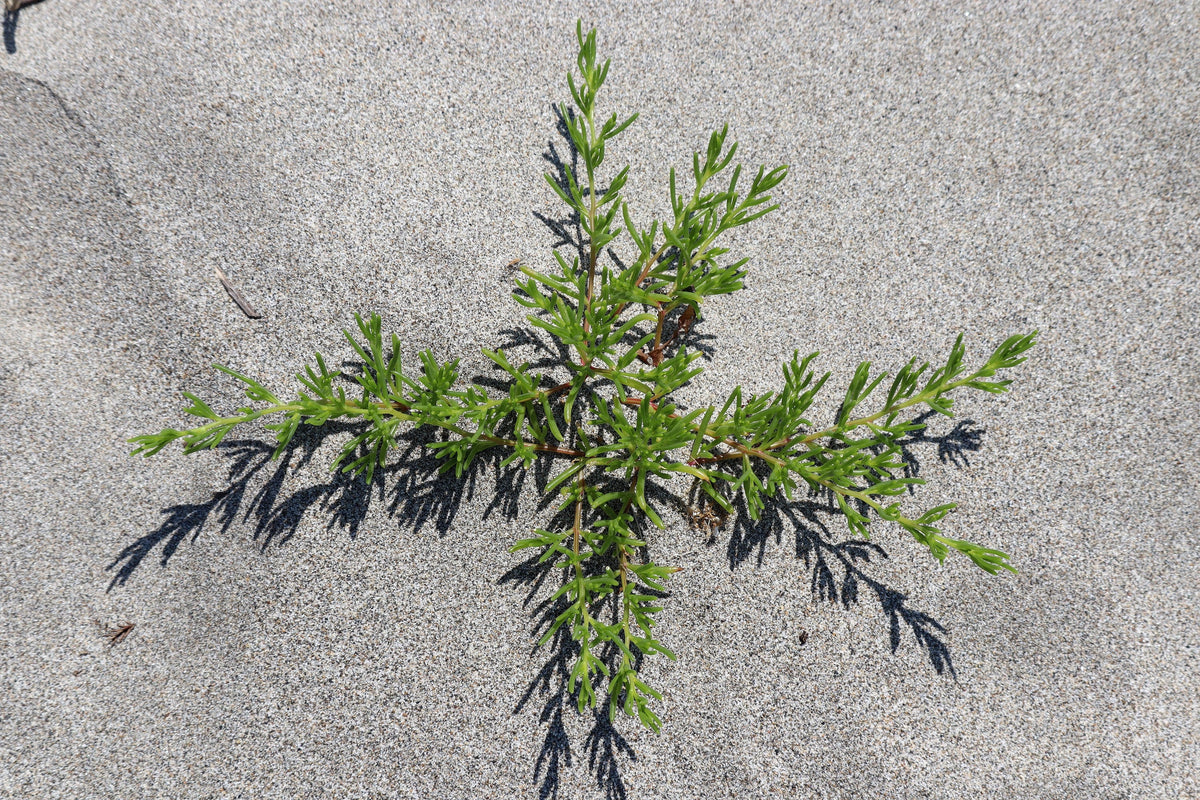 75 SALTWORT Okahijiki Japanese Greens Salsola Komarovii Leaf Vegetable Seeds