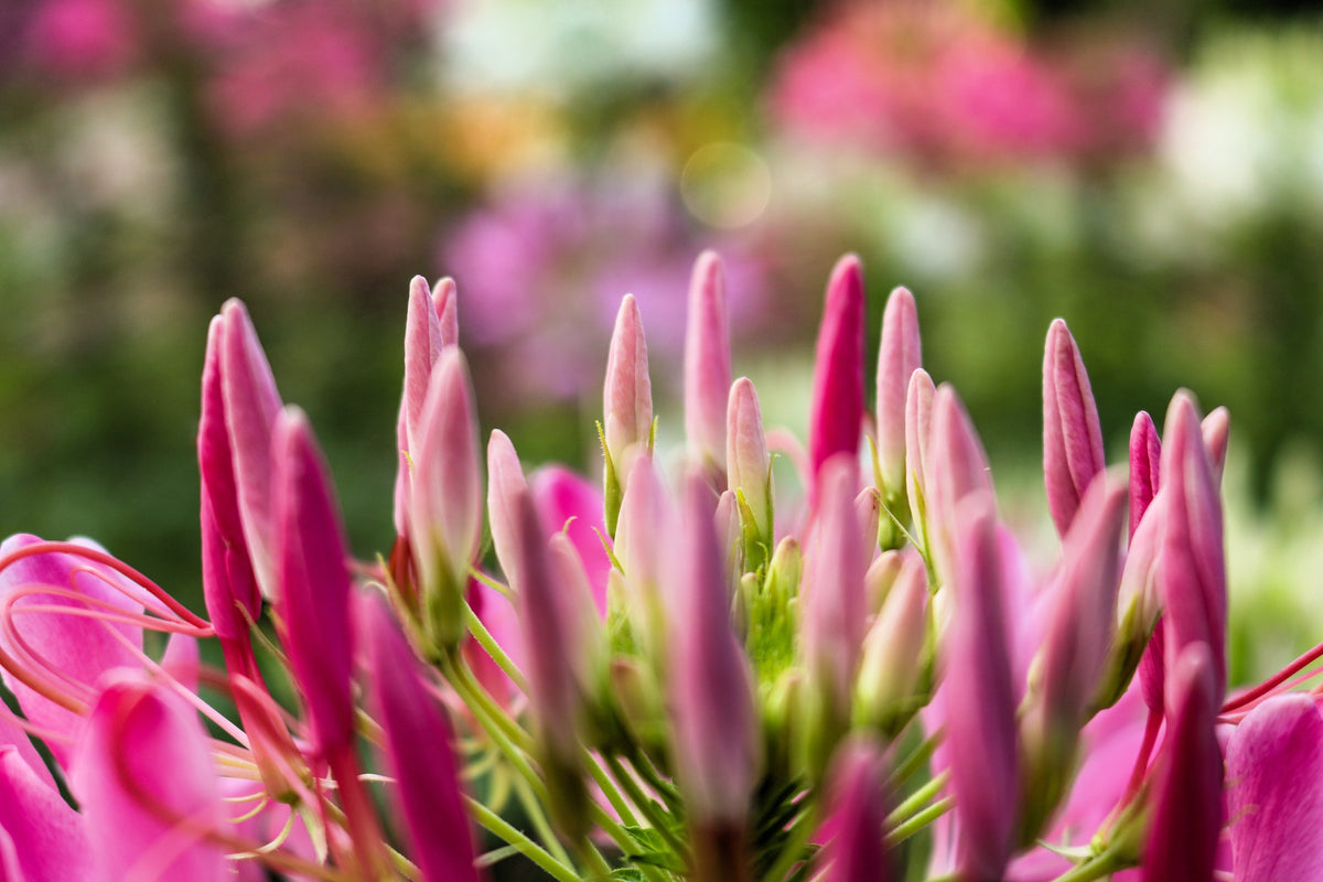 200 MAUVE QUEEN CLEOME Spinosa Hassleriana Purple Pink Spider Flower Seeds