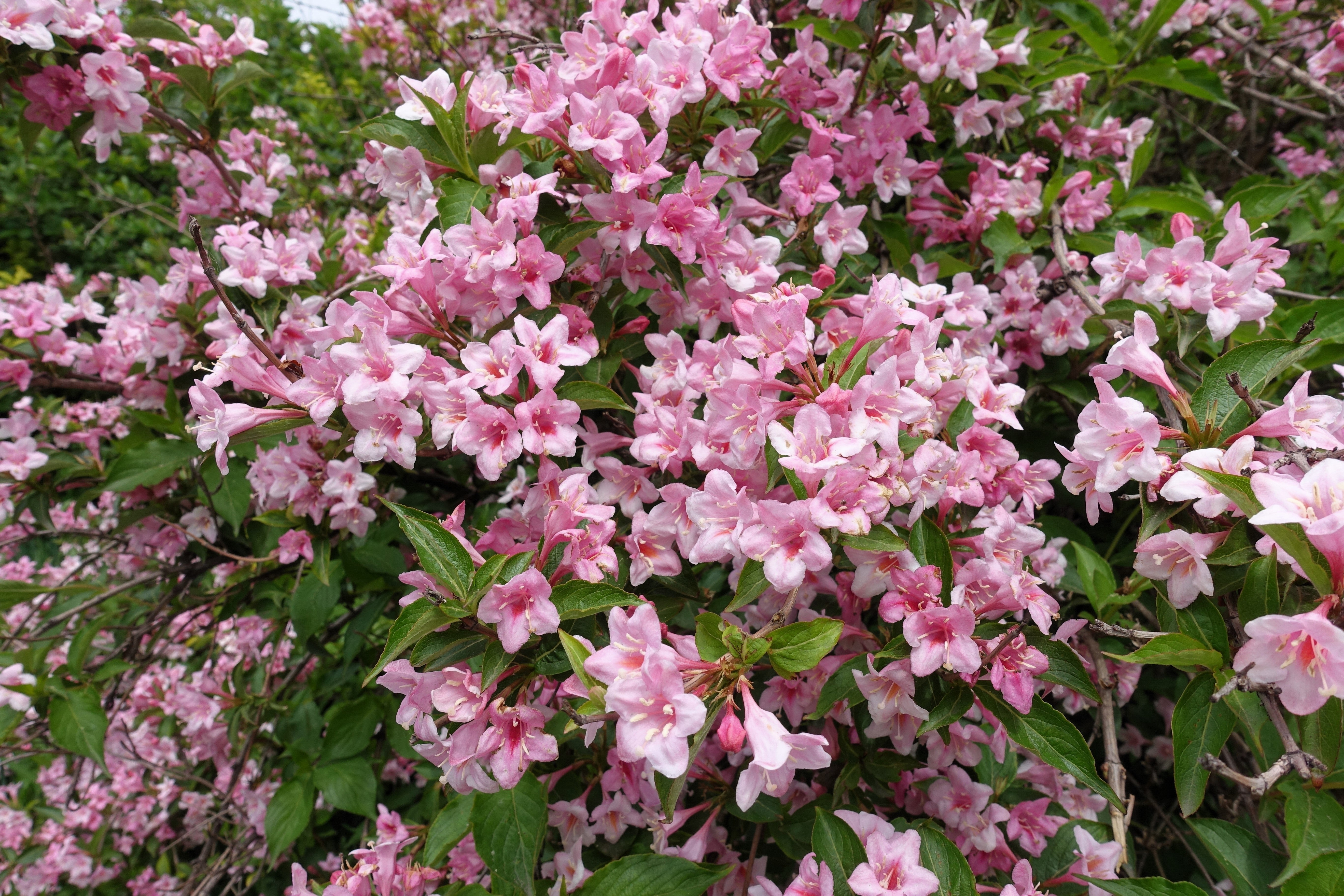 50 OLD FASHIONED WEIGELA Florida Bush Shrub Flower Seeds