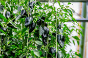 50 ANCHO POBLANO PEPPER Chili Pepper Capsicum Annuum Vegetable Seeds