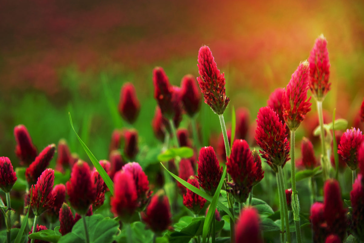 3000 CRIMSON CLOVER (Carnation, French, or Italian Clover) Trifolium Incarnatum Flower Seeds