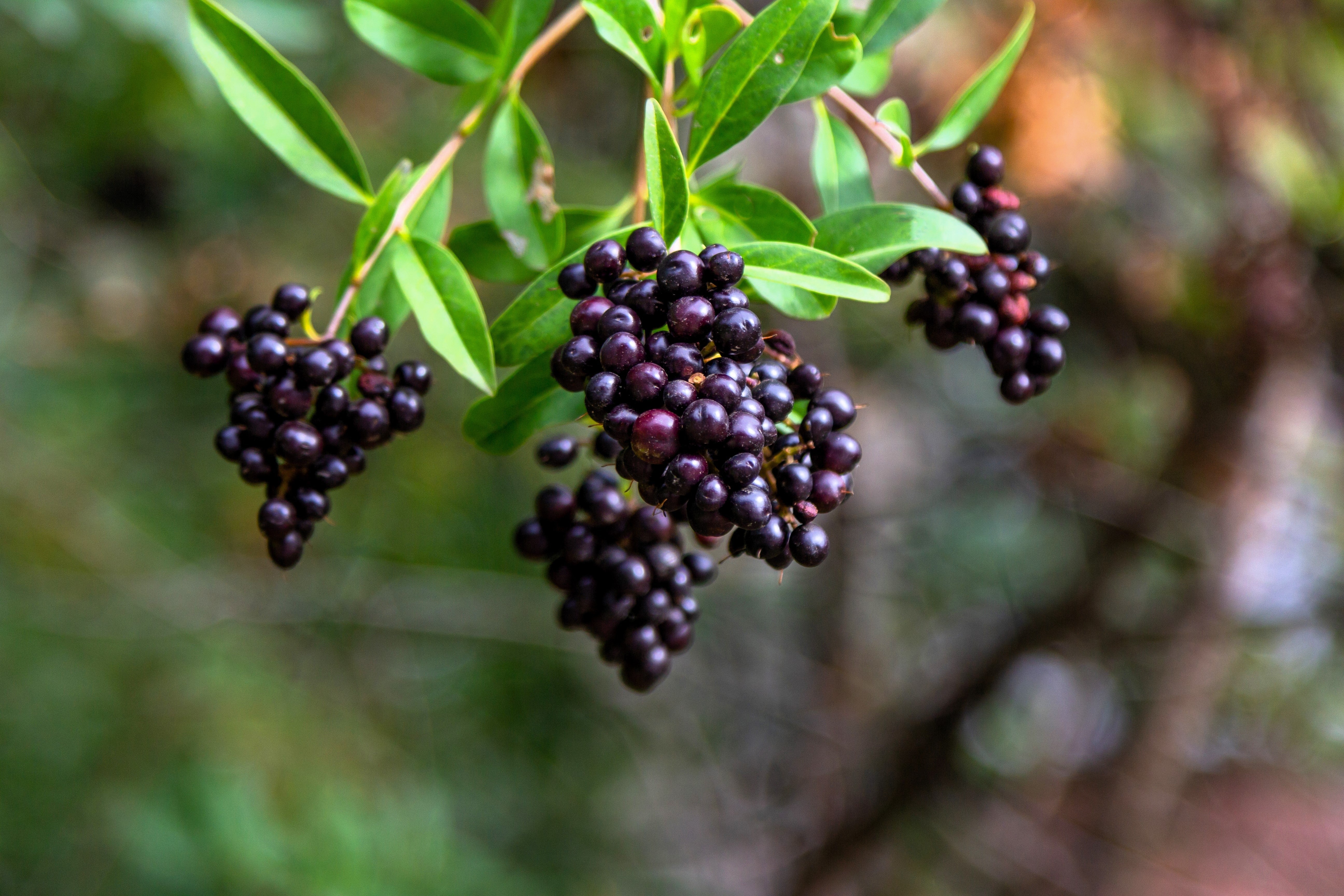35 EUROPEAN PRIVET HEDGE Common Wild Ligustrum Vulgare Flower Shrub Seeds