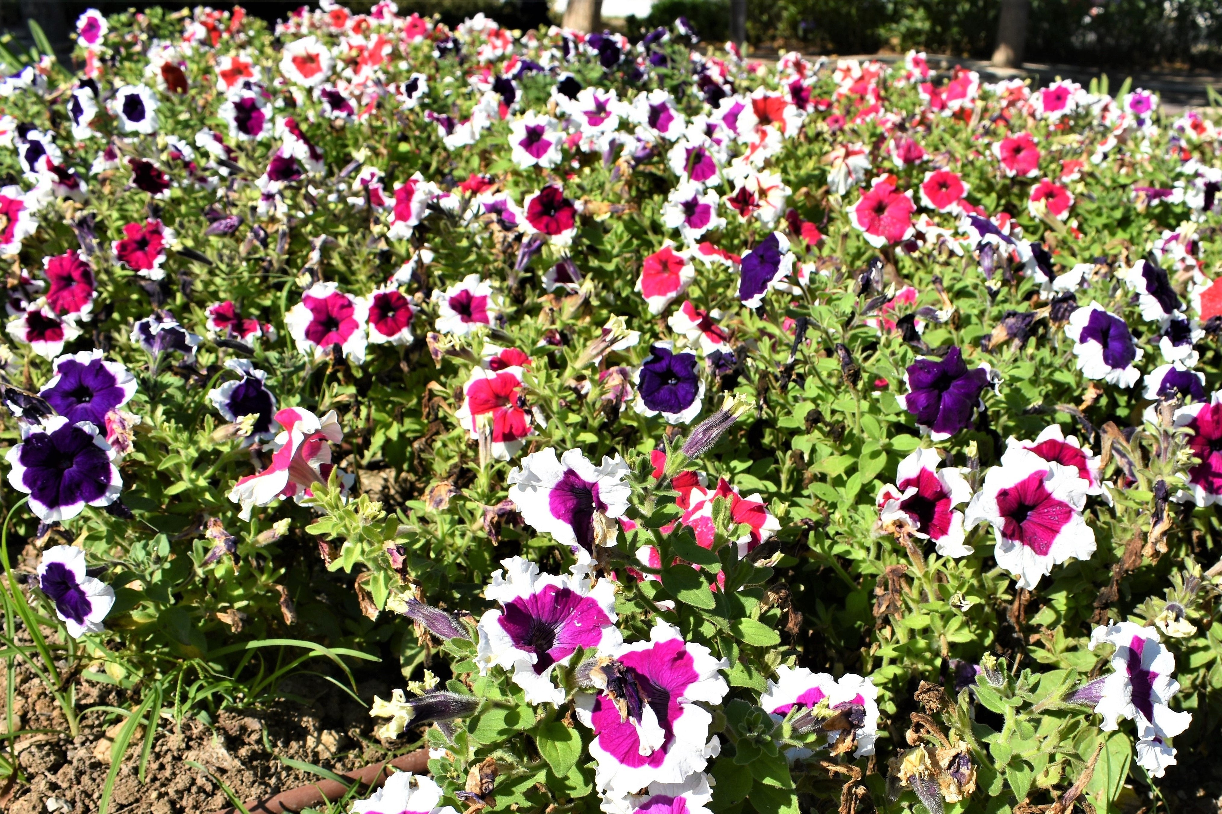 50 PICOTEE MIX PETUNIA Multiflora Mixed Colors Bicolor White Blue Purple Pink Red Flower Seeds