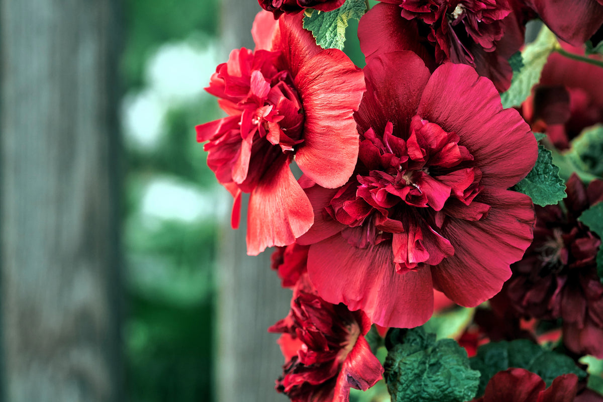 25 SCARLET DOUBLE Red HOLLYHOCK Alcea Rosea Flower Seeds Perennial