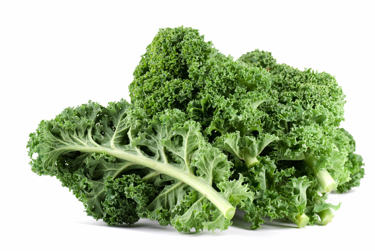 2500 VATES Blue CURLED KALE / Dwarf Blue Curled Scotch Kale Brassica Oleracea Vegetable Seeds