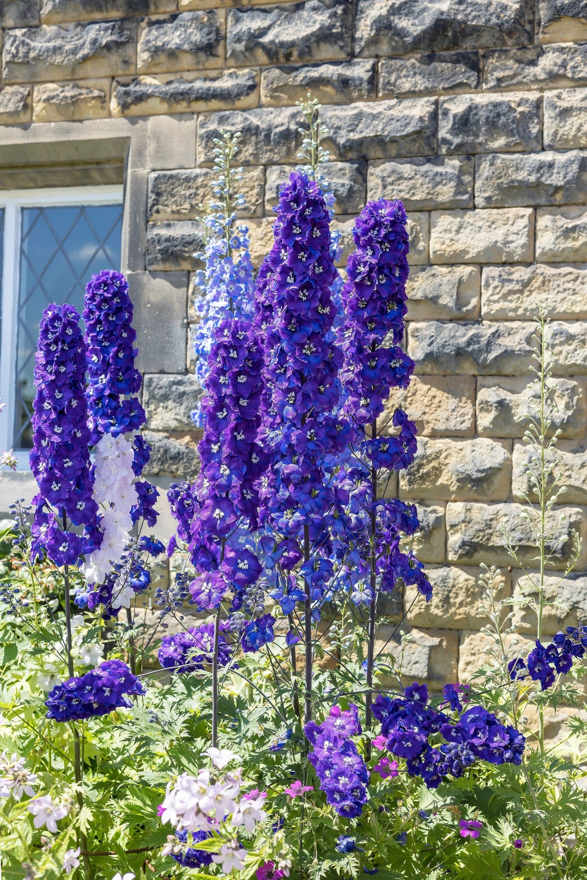 100 ROCKET LARKSPUR DELPHINIUM Consolida Giant Imperial Mixed Colors Flower Seeds