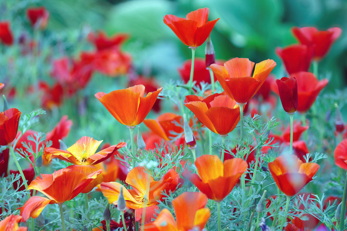100 RED CALIFORNIA POPPY Eschscholzia Californica Native Flower Seeds