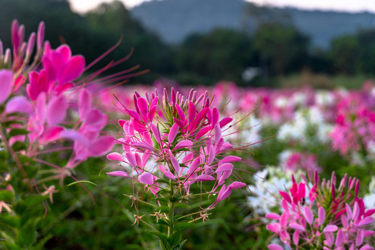 200 MAUVE QUEEN CLEOME Spinosa Hassleriana Purple Pink Spider Flower Seeds