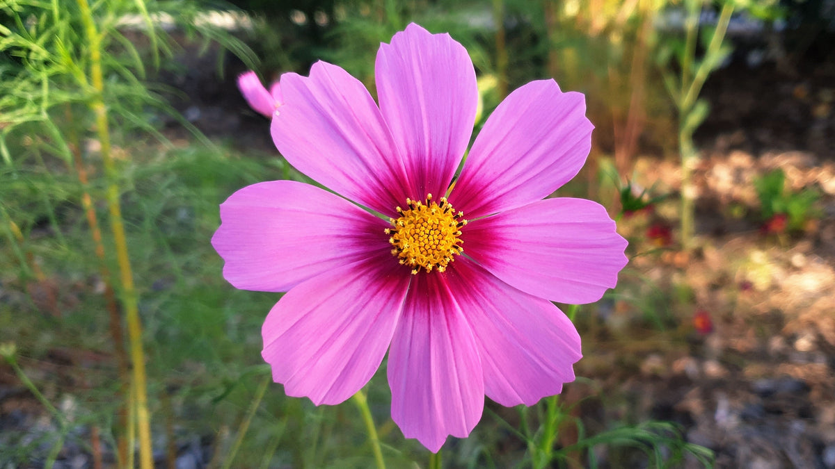 300 GLORIA COSMOS Bipinnatus 2-Tone Pink Fast Growing Flower Seeds